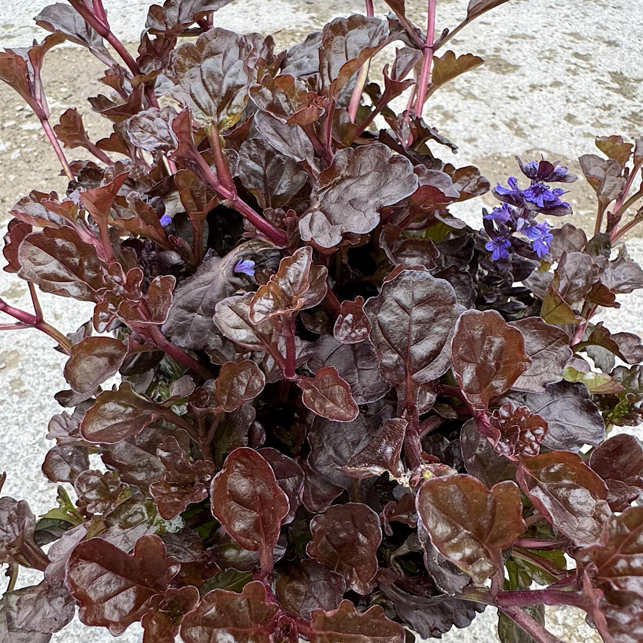 Ajuga reptans 'Black Scallop’