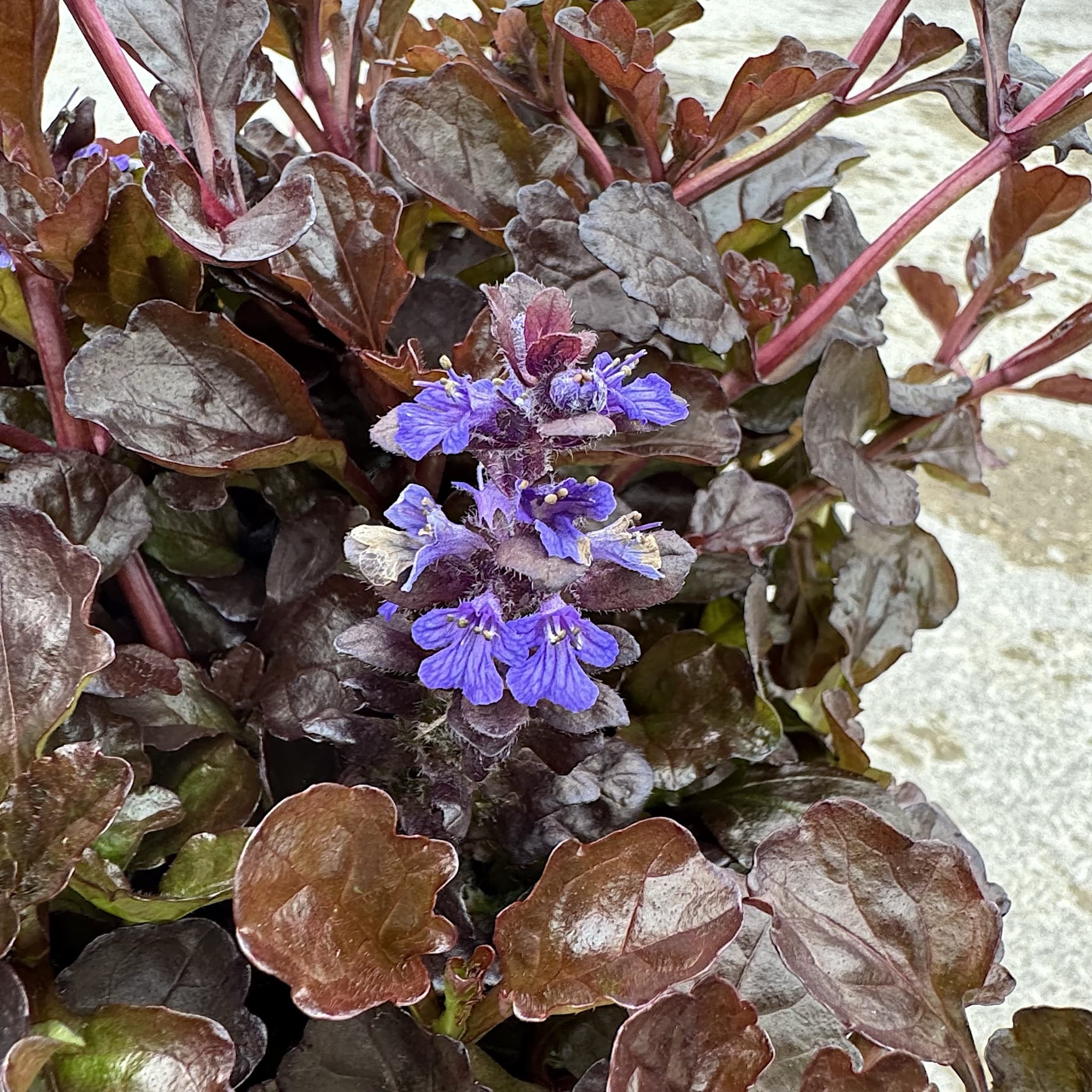Ajuga reptans 'Black Scallop’