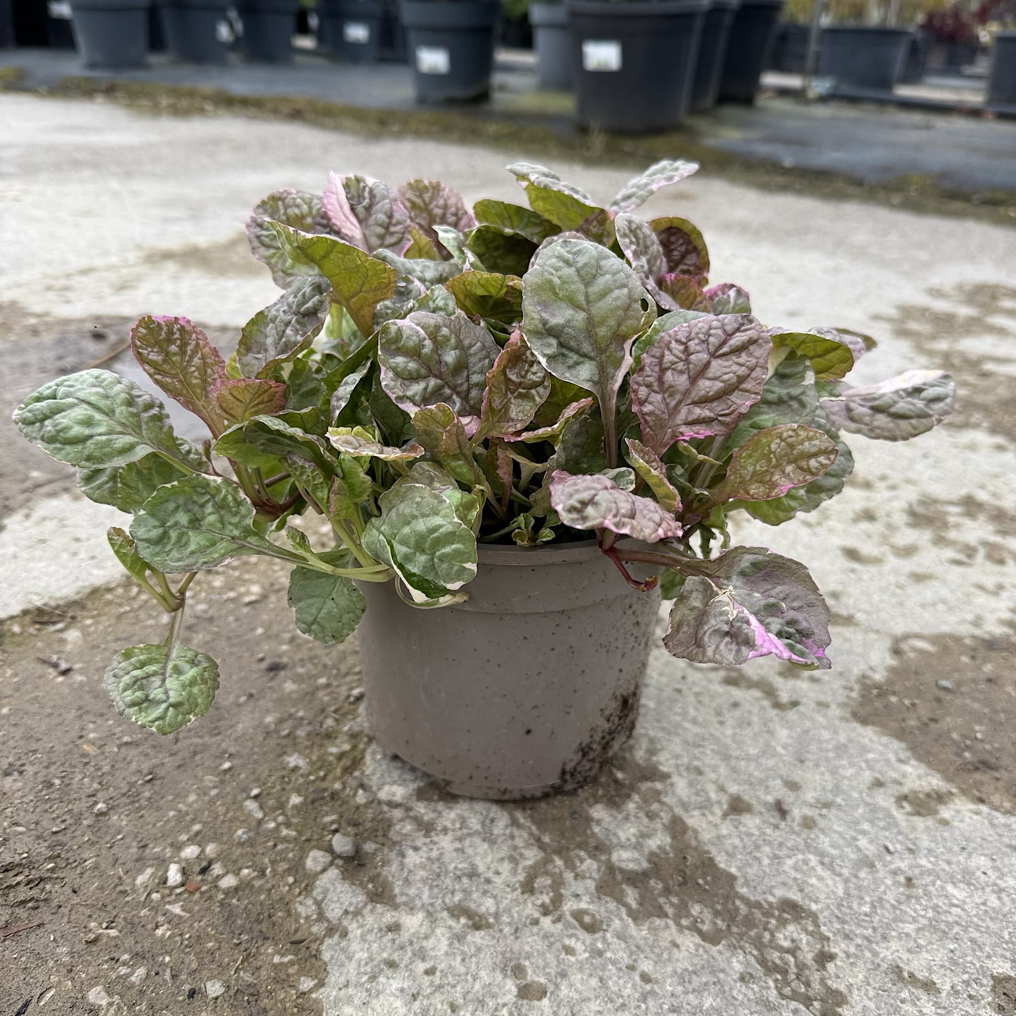 Ajuga reptans 'Burgundy Glow'