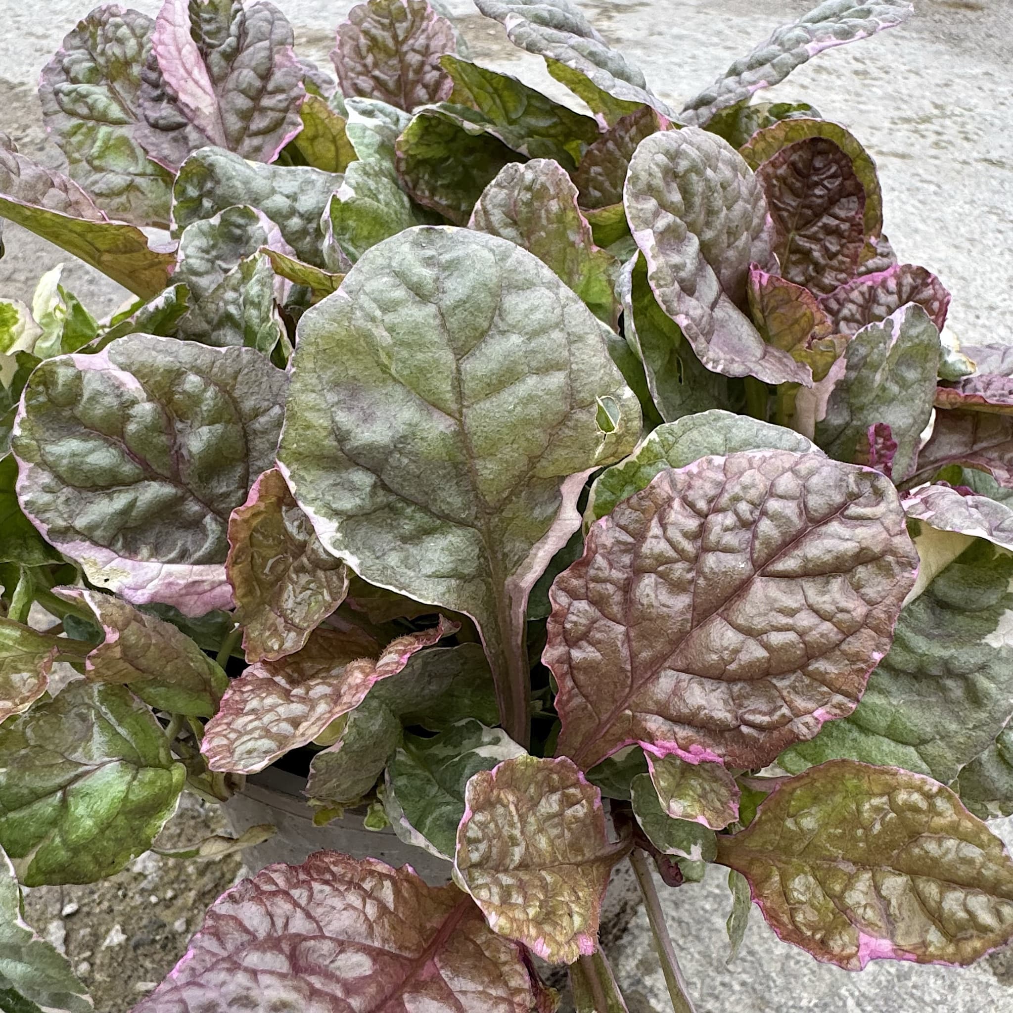 Ajuga reptans 'Burgundy Glow'