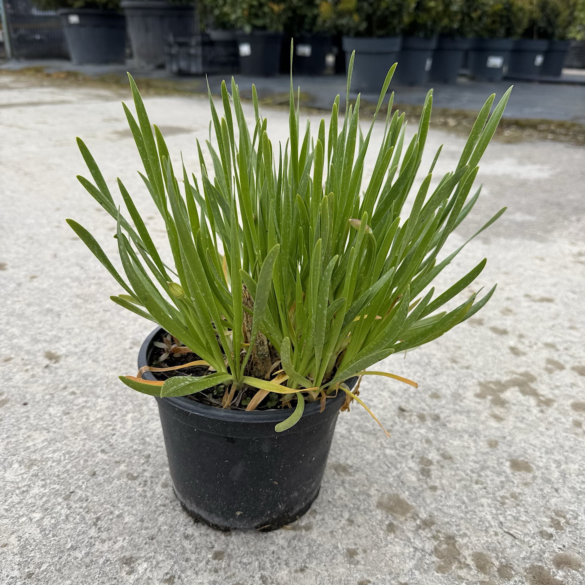 Allium millenium