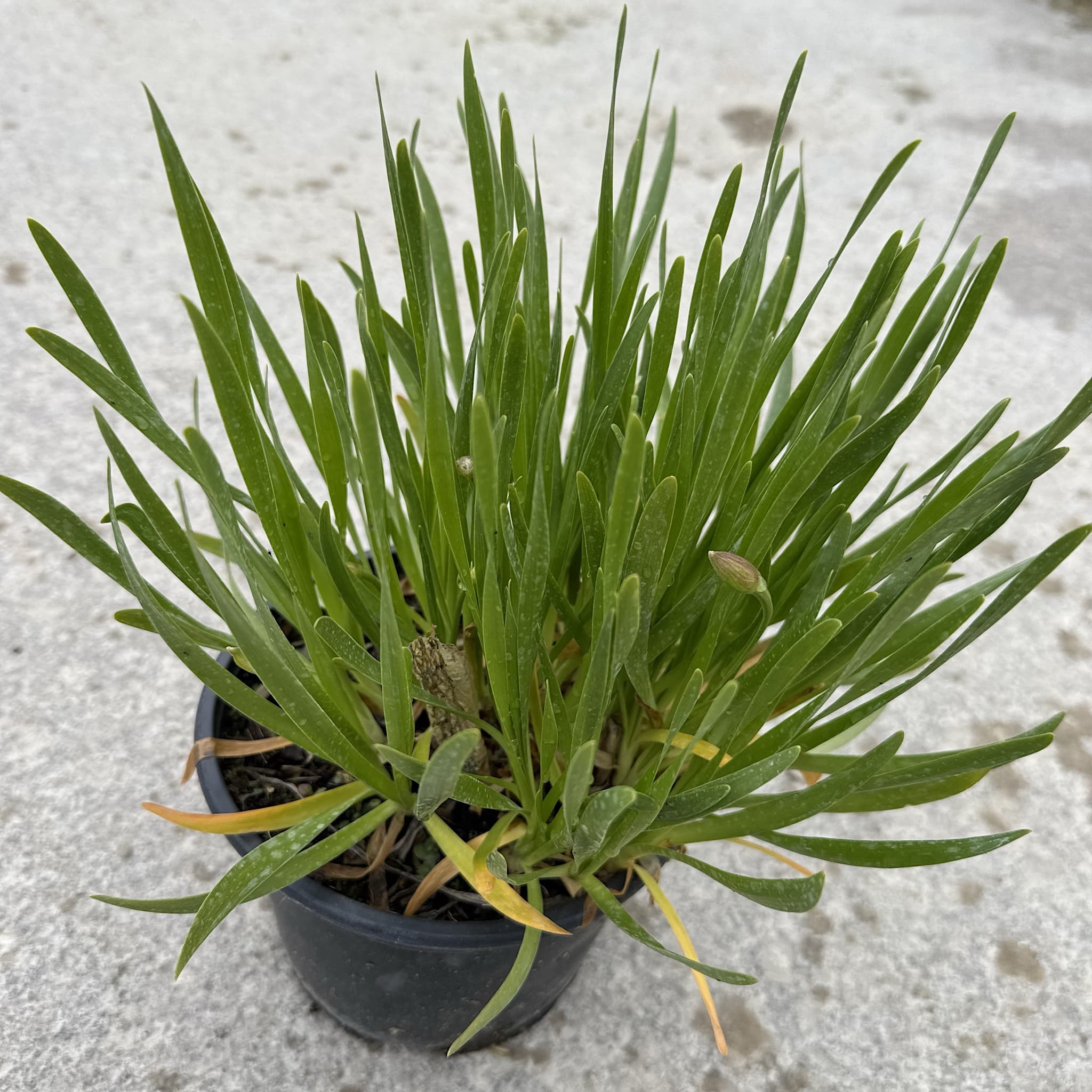 Allium millenium