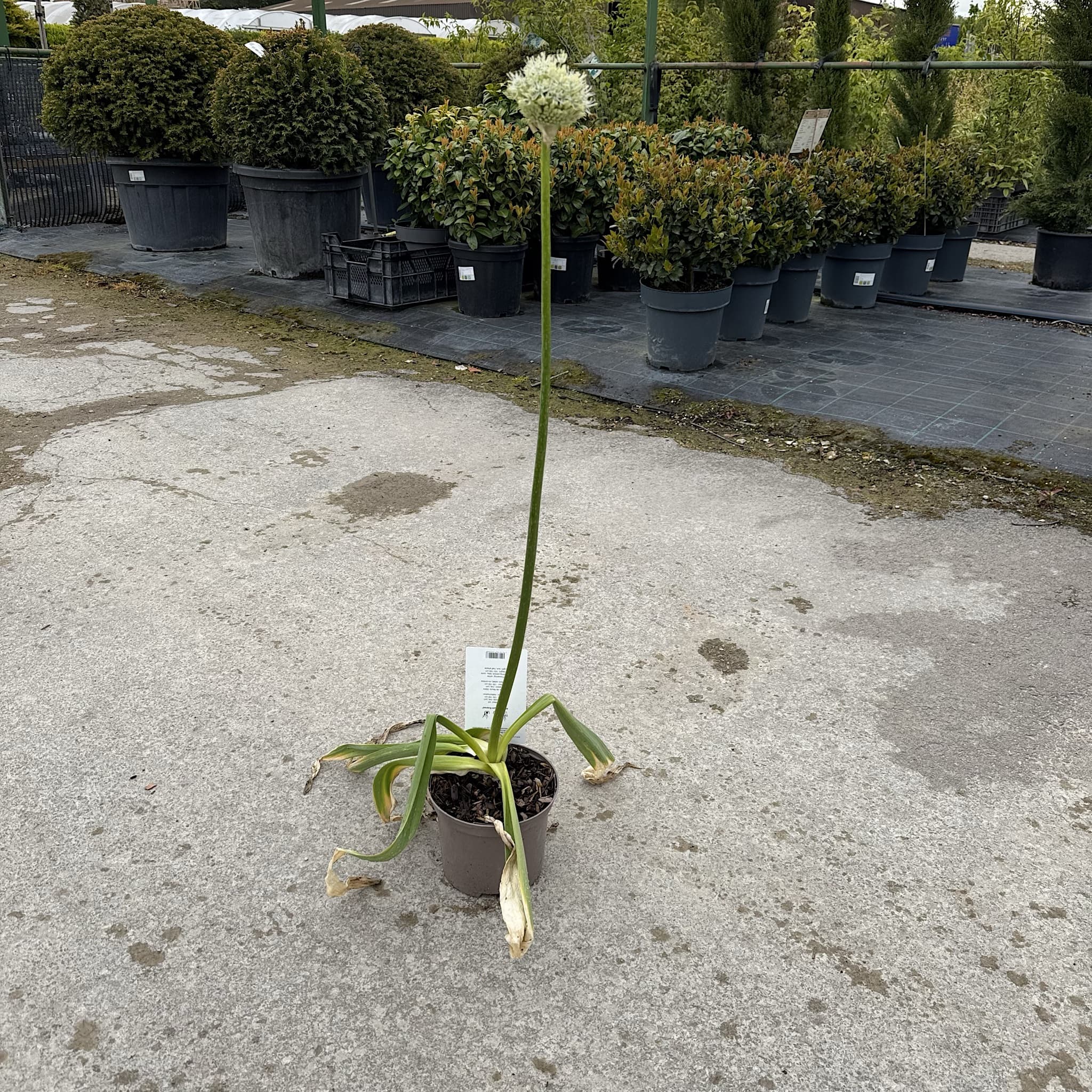 Allium 'Mount Everest'