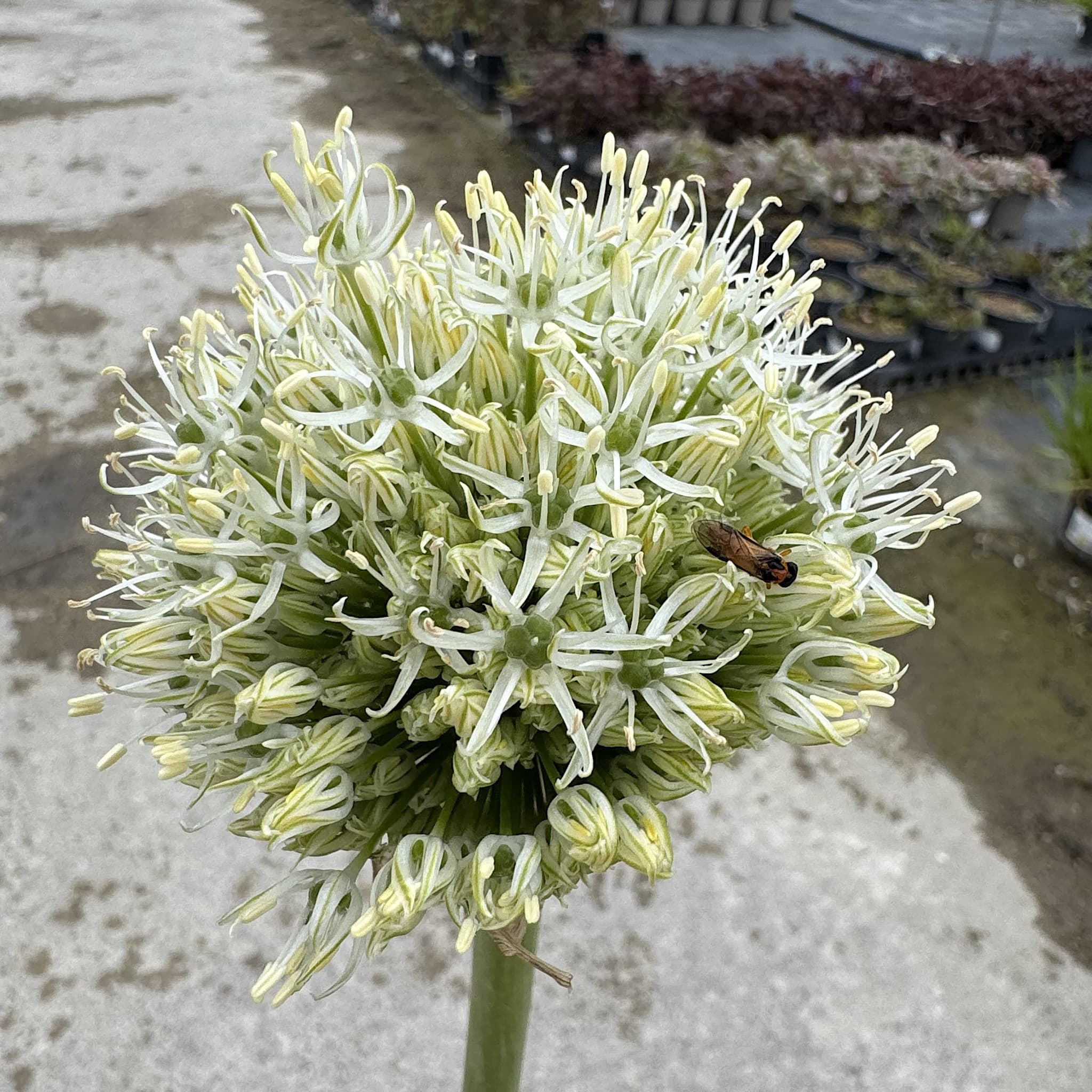 Allium 'Mount Everest'