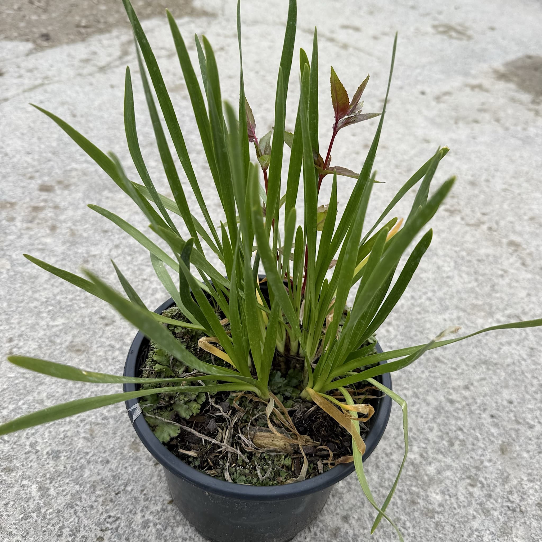 Allium 'Summer Beauty'