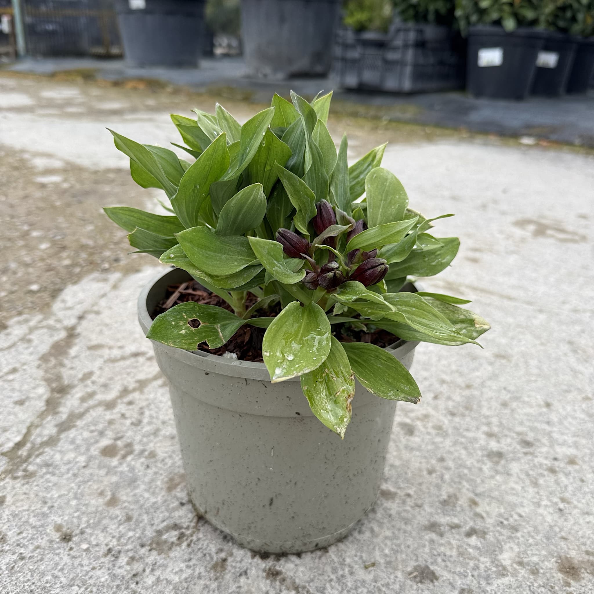Alstroemeria Inticancha 'Red'