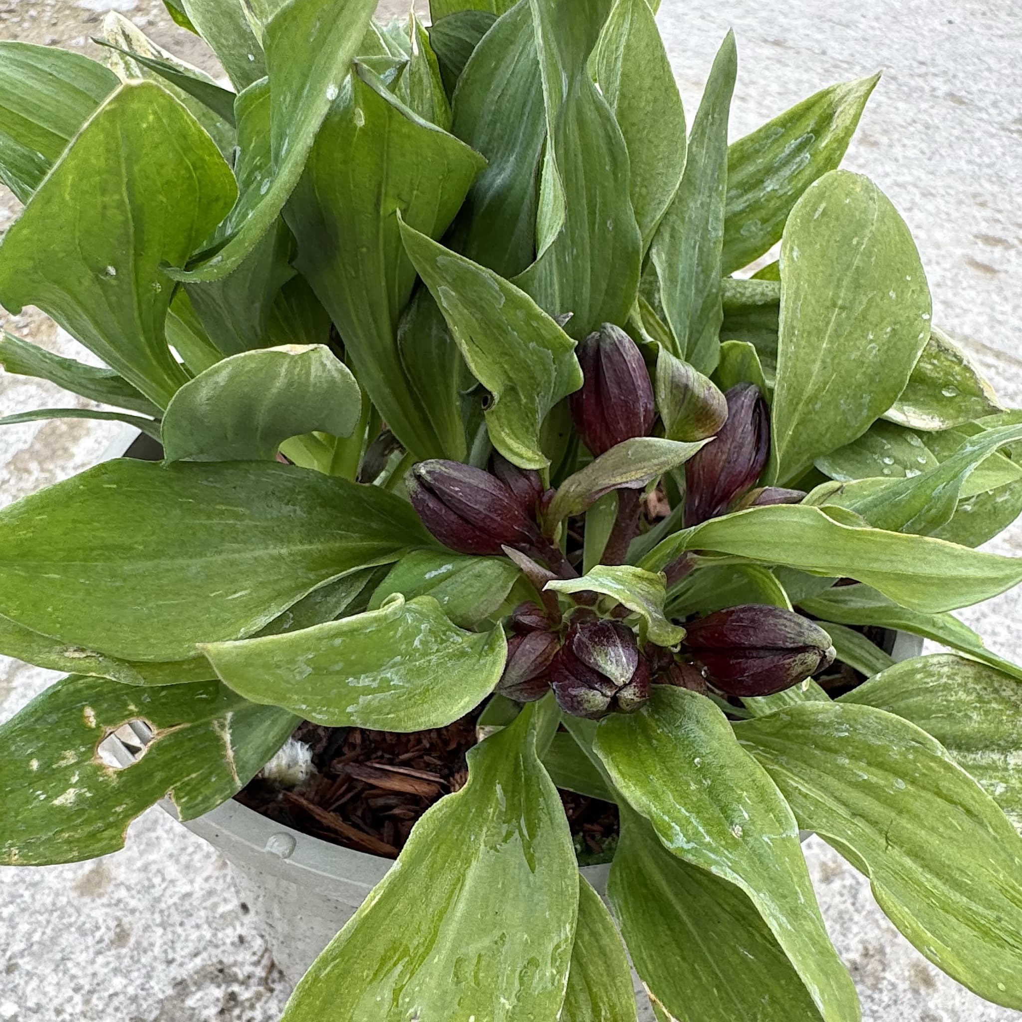 Alstroemeria Inticancha 'Red'