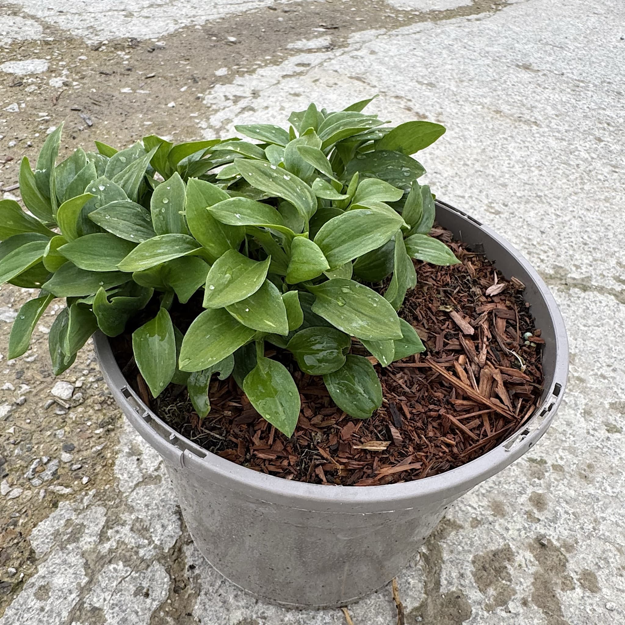 Alstroemeria 'White Magic'
