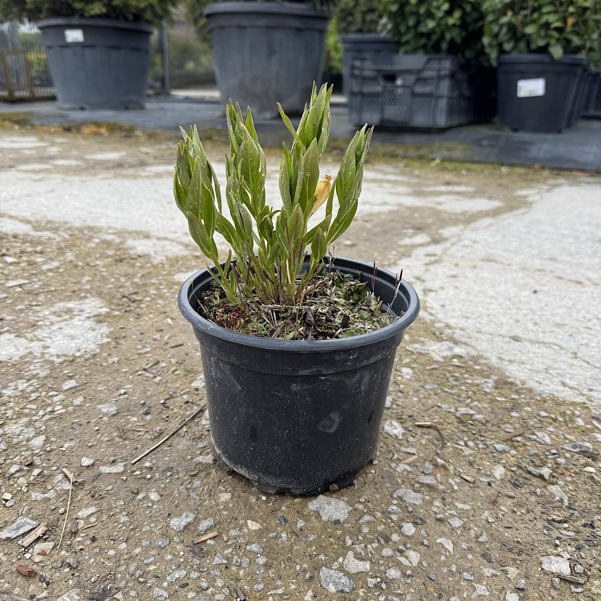 Amsonia tabernaemontana