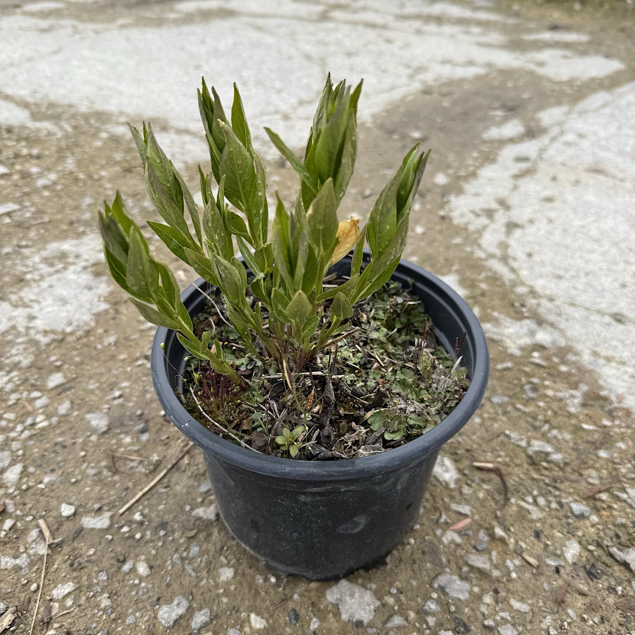Amsonia tabernaemontana