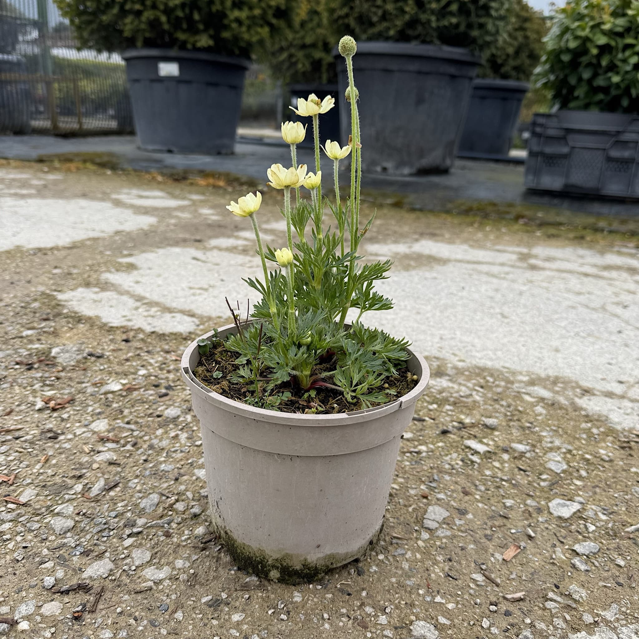 Anemone multifida 'Annabella White'