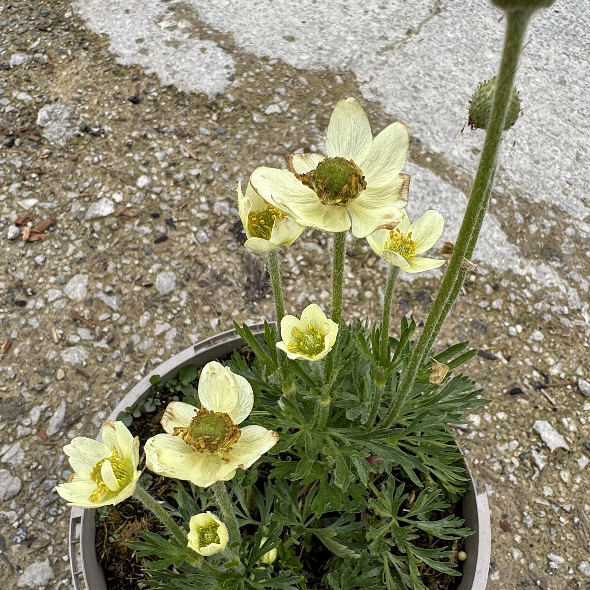 Anemone multifida 'Annabella White'