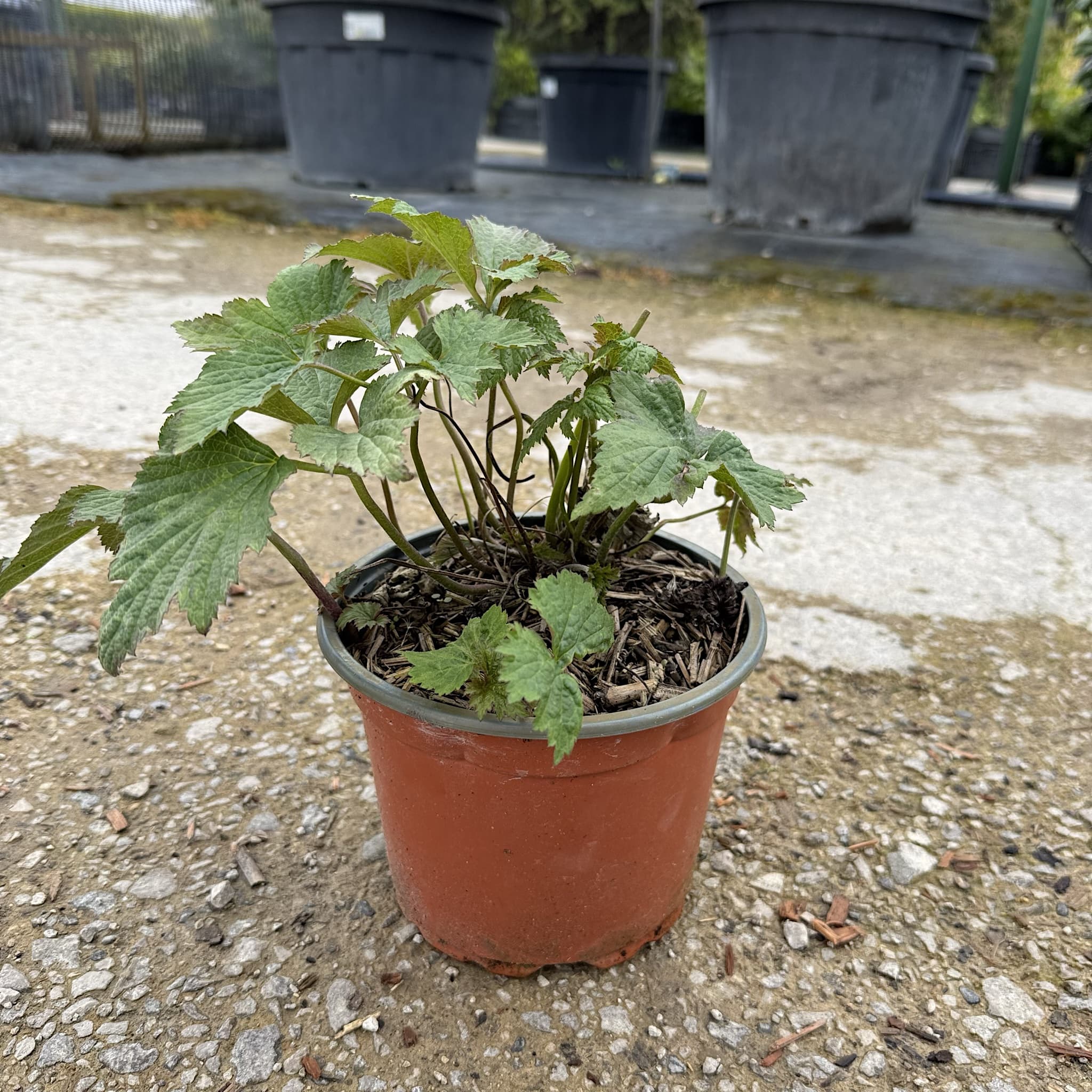 Anemone hybr. 'Honorine Jobert'