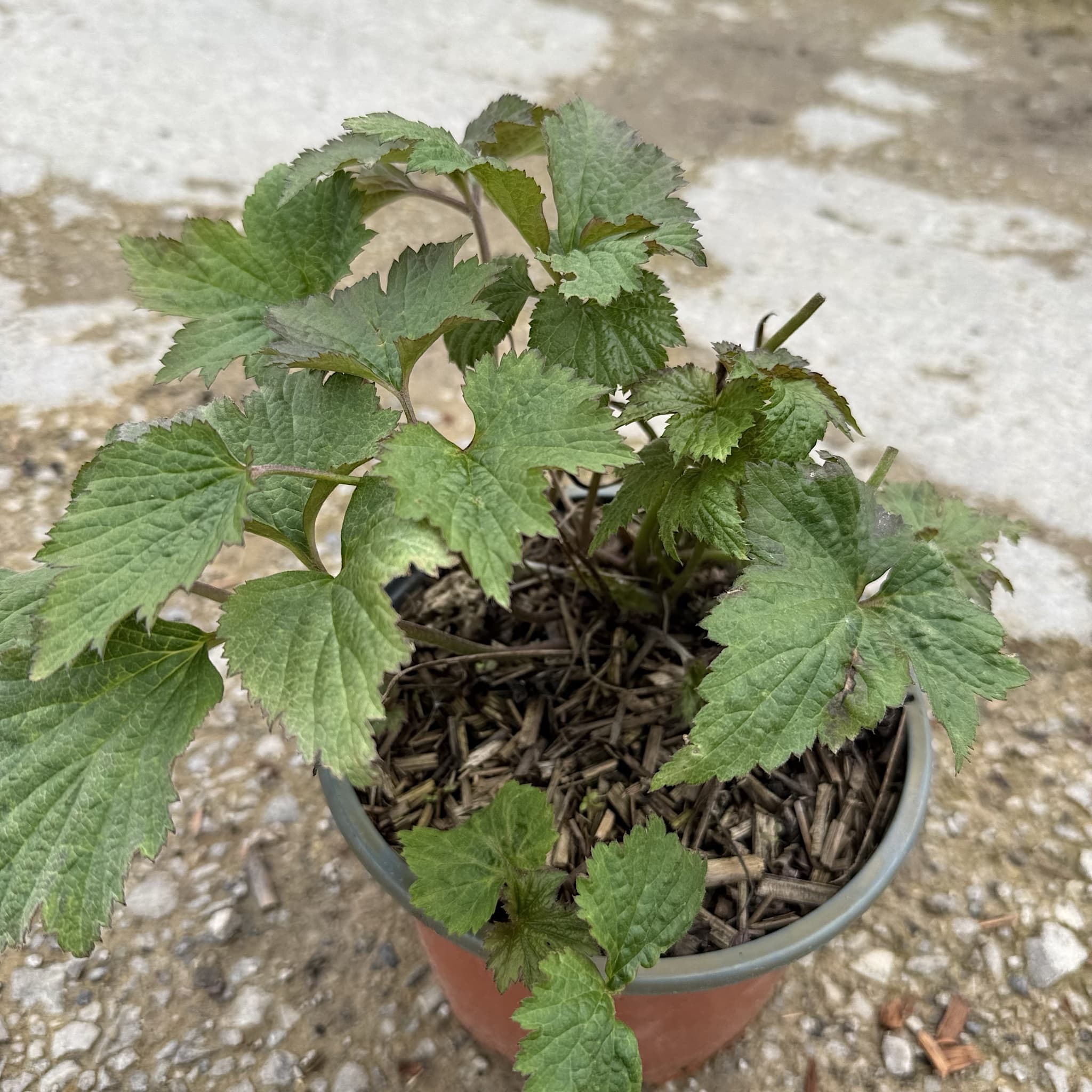 Anemone hybr. 'Honorine Jobert'
