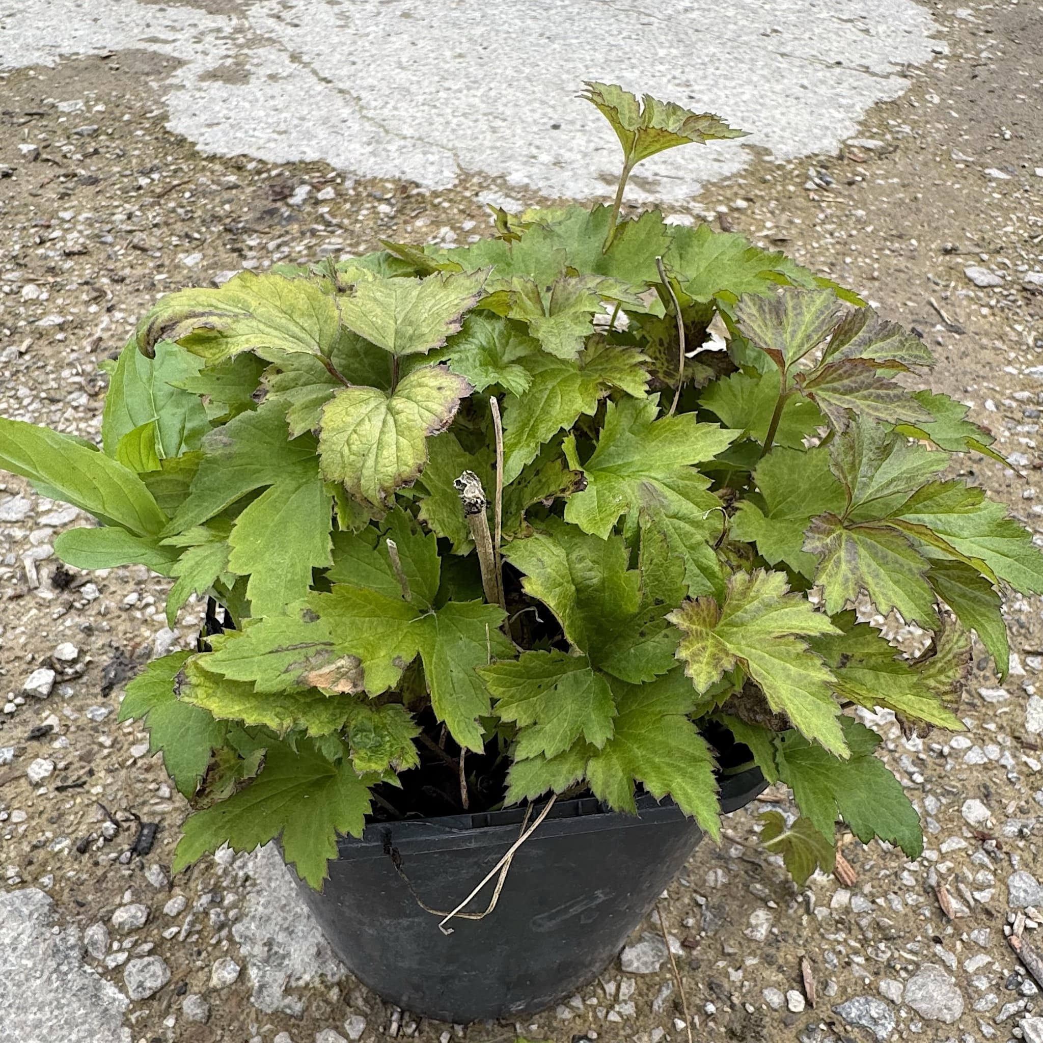 Anemone hybrid 'Queen Charlotte'