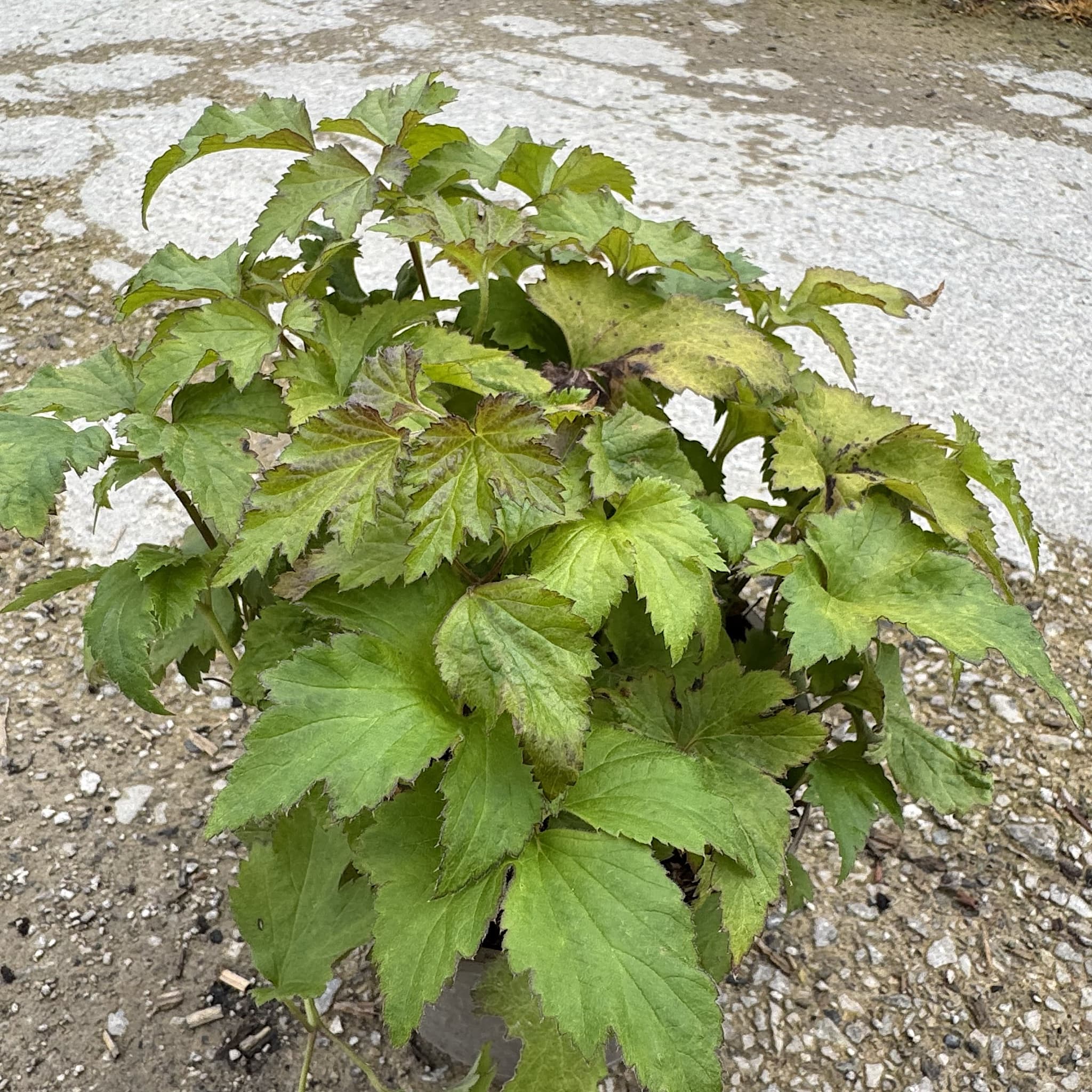 Anemone hupeh. 'Splendens'