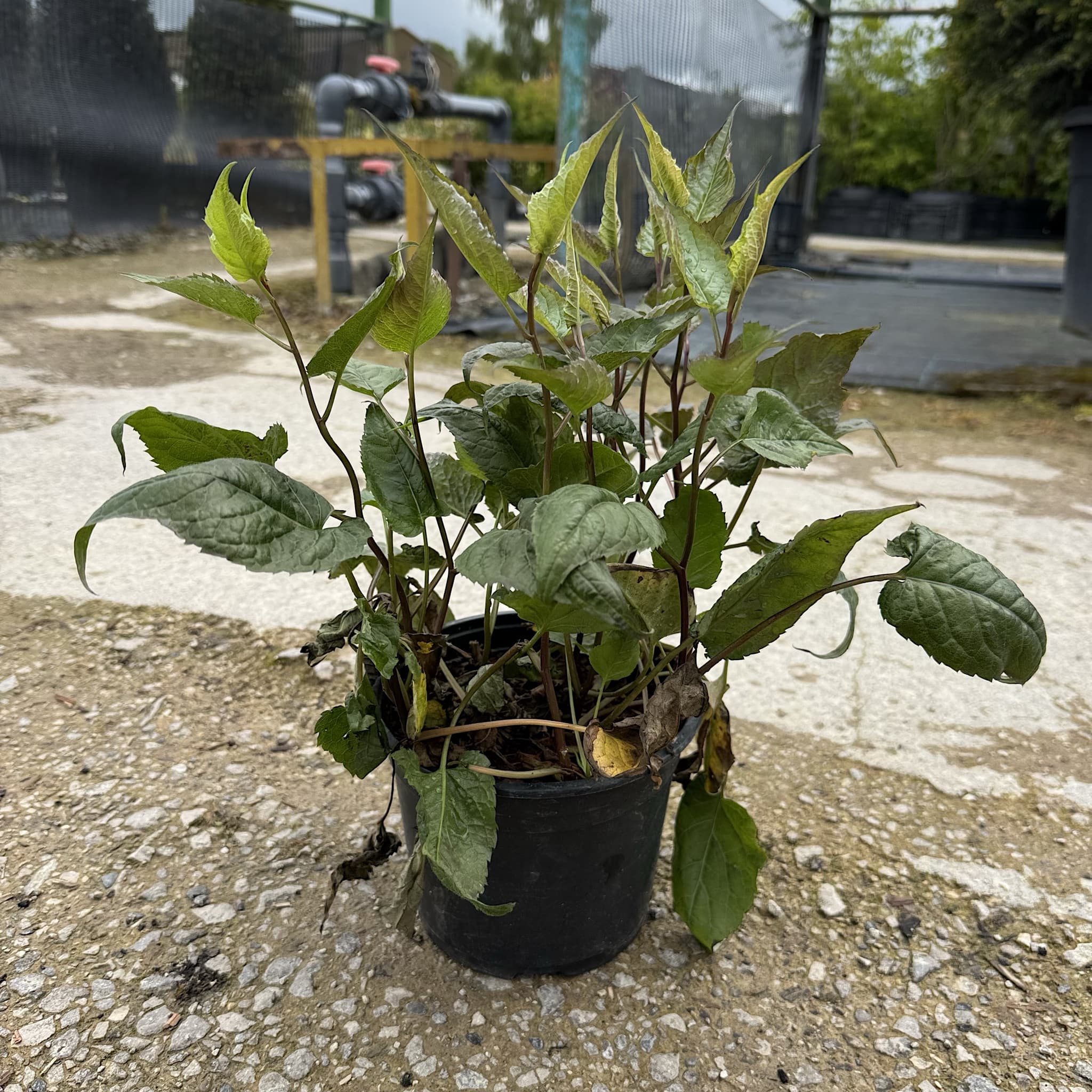 Aster divaricatus