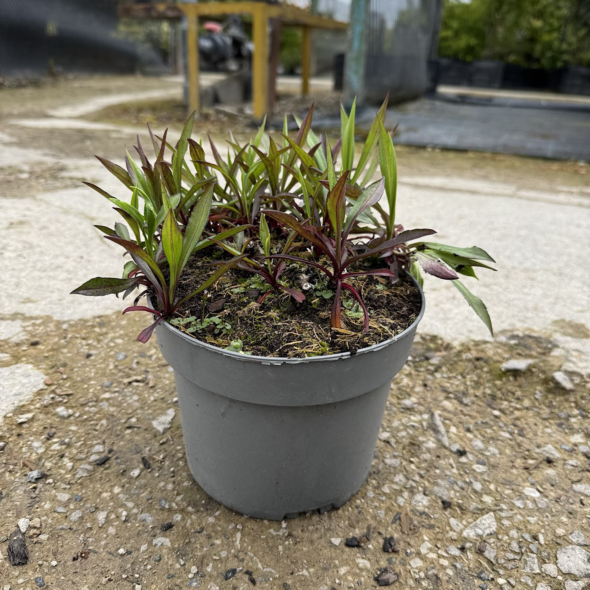 Aster novae-angliae 'Barr's Blue'