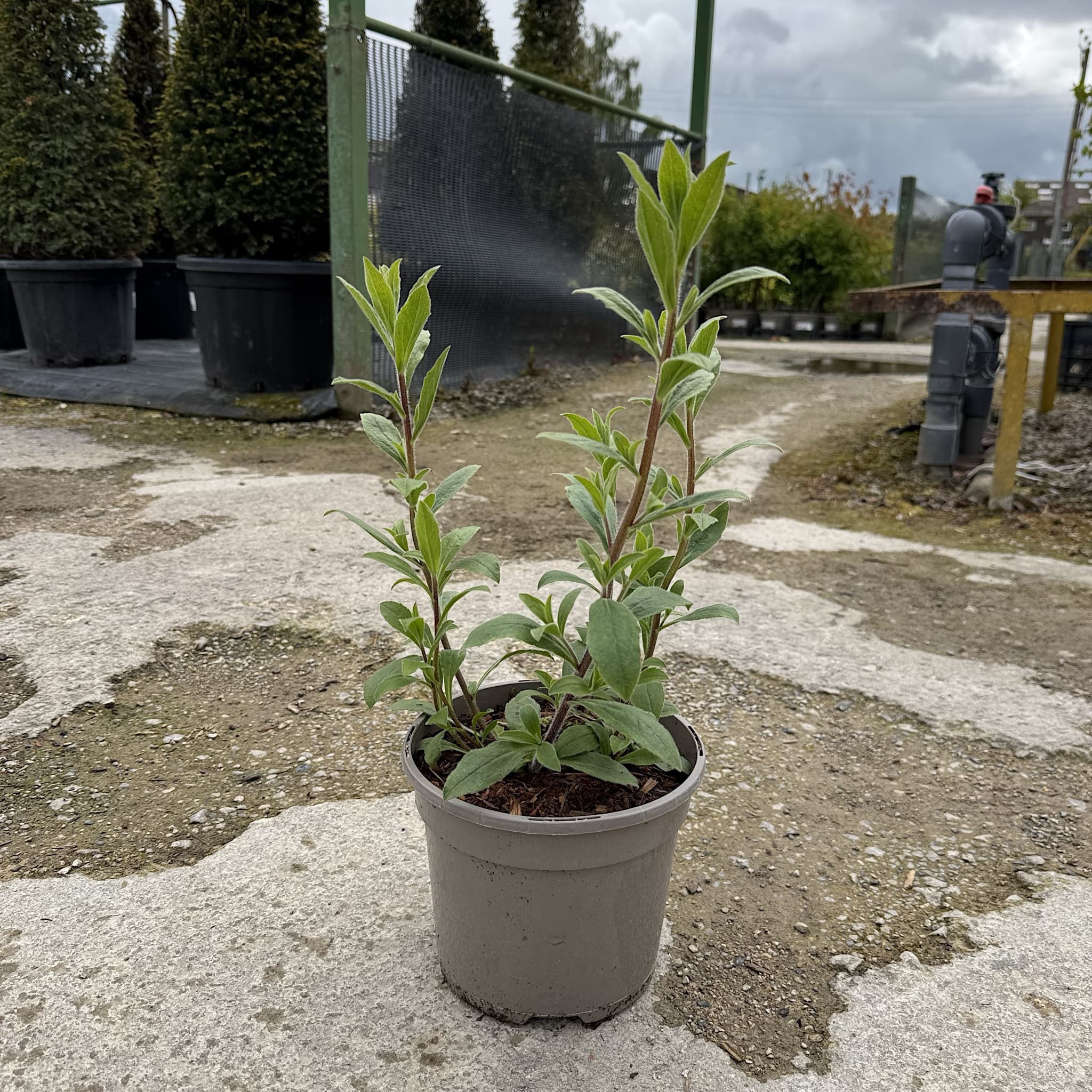 Aster x frikartii 'Monch'