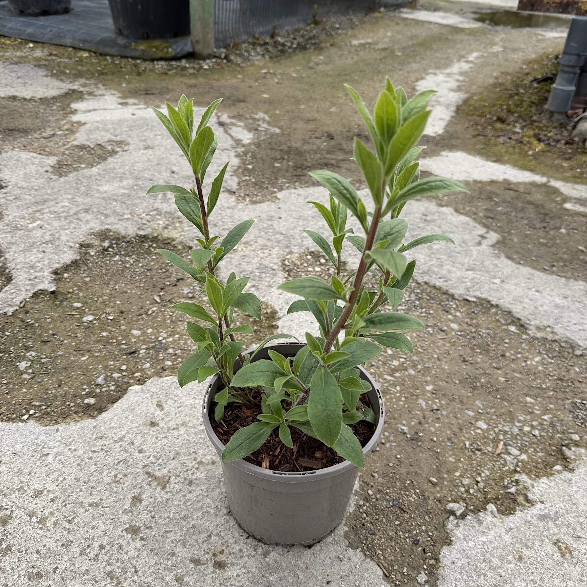 Aster x frikartii 'Monch'
