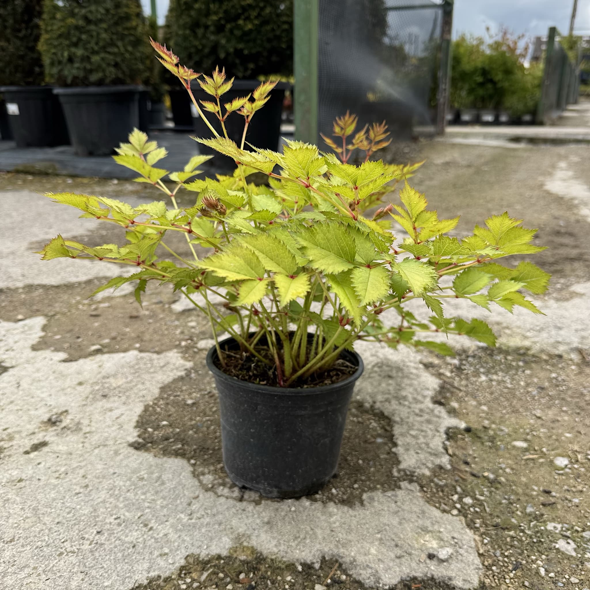 Astilbe 'Europa'