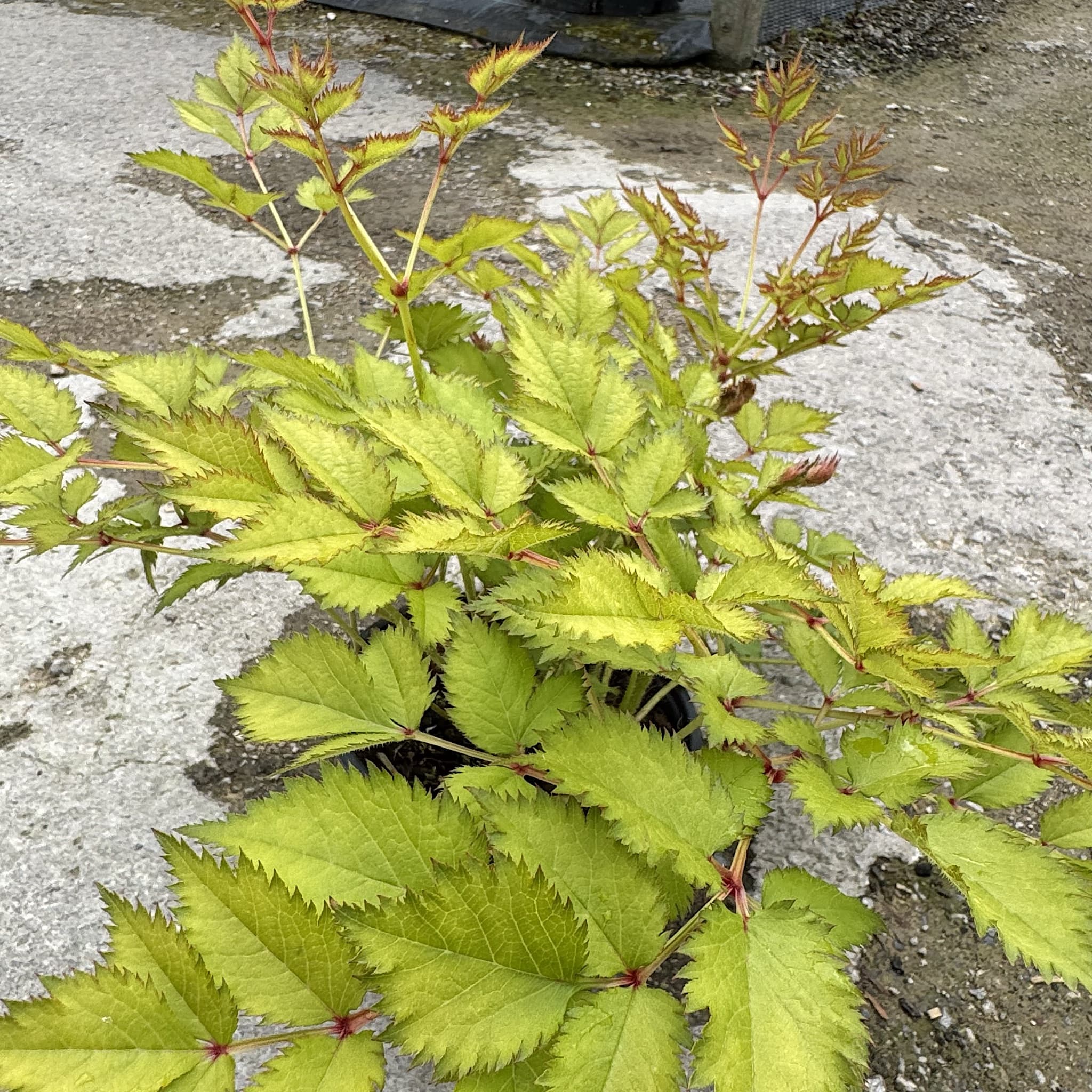 Astilbe 'Europa'