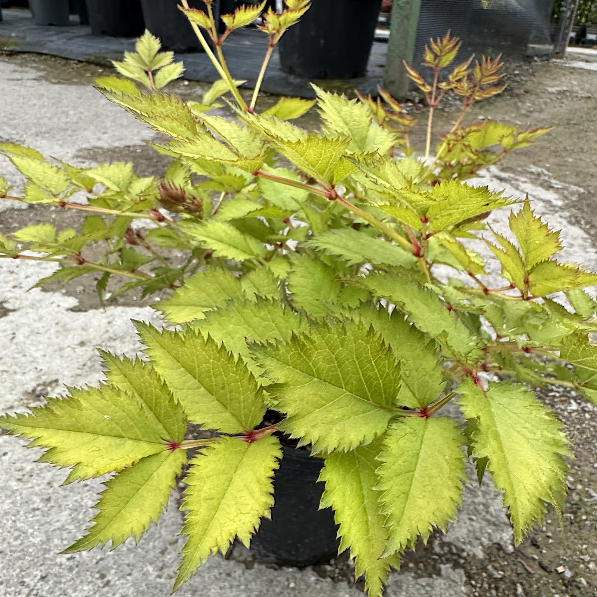 Astilbe 'Europa'