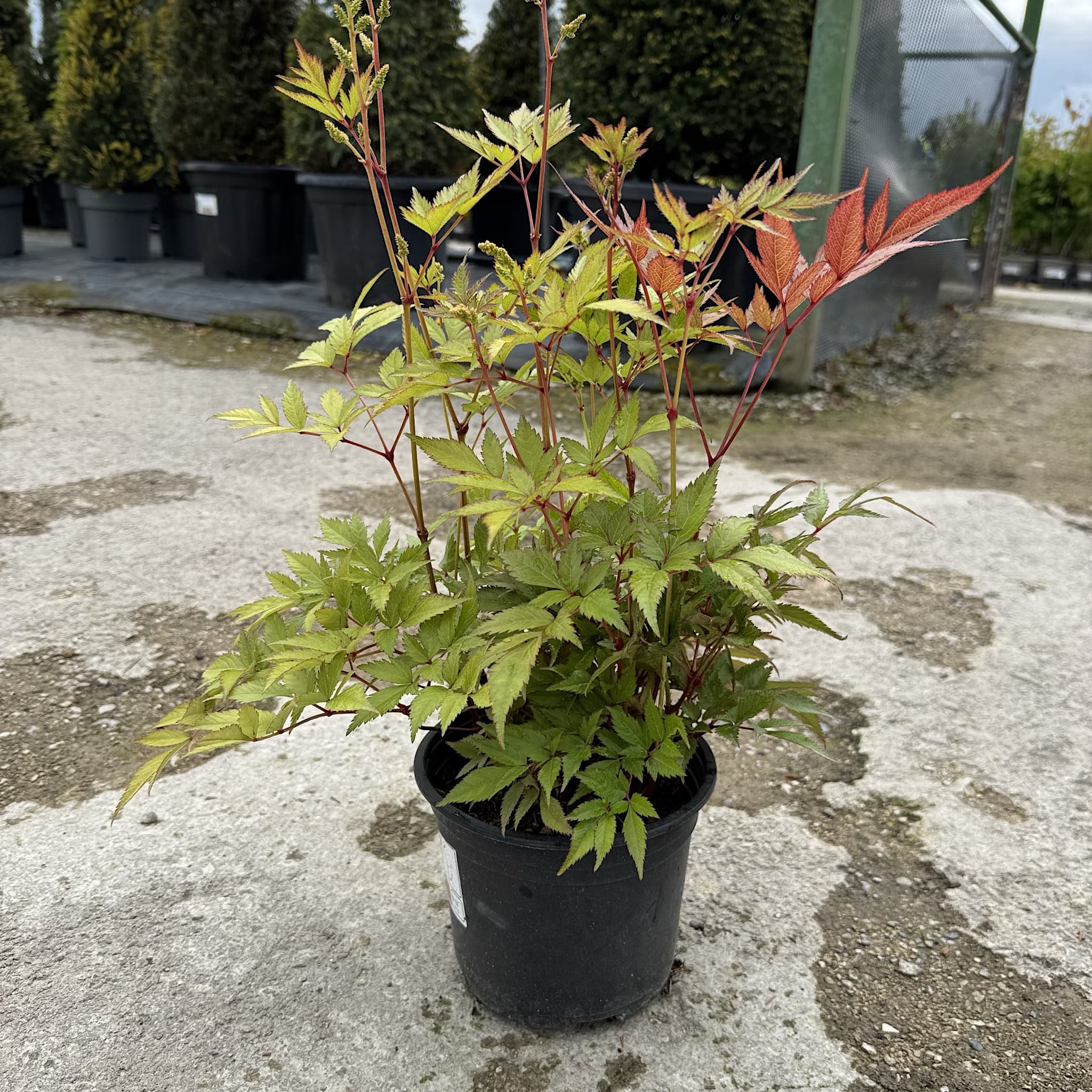 Astilbe 'Irrlicht'