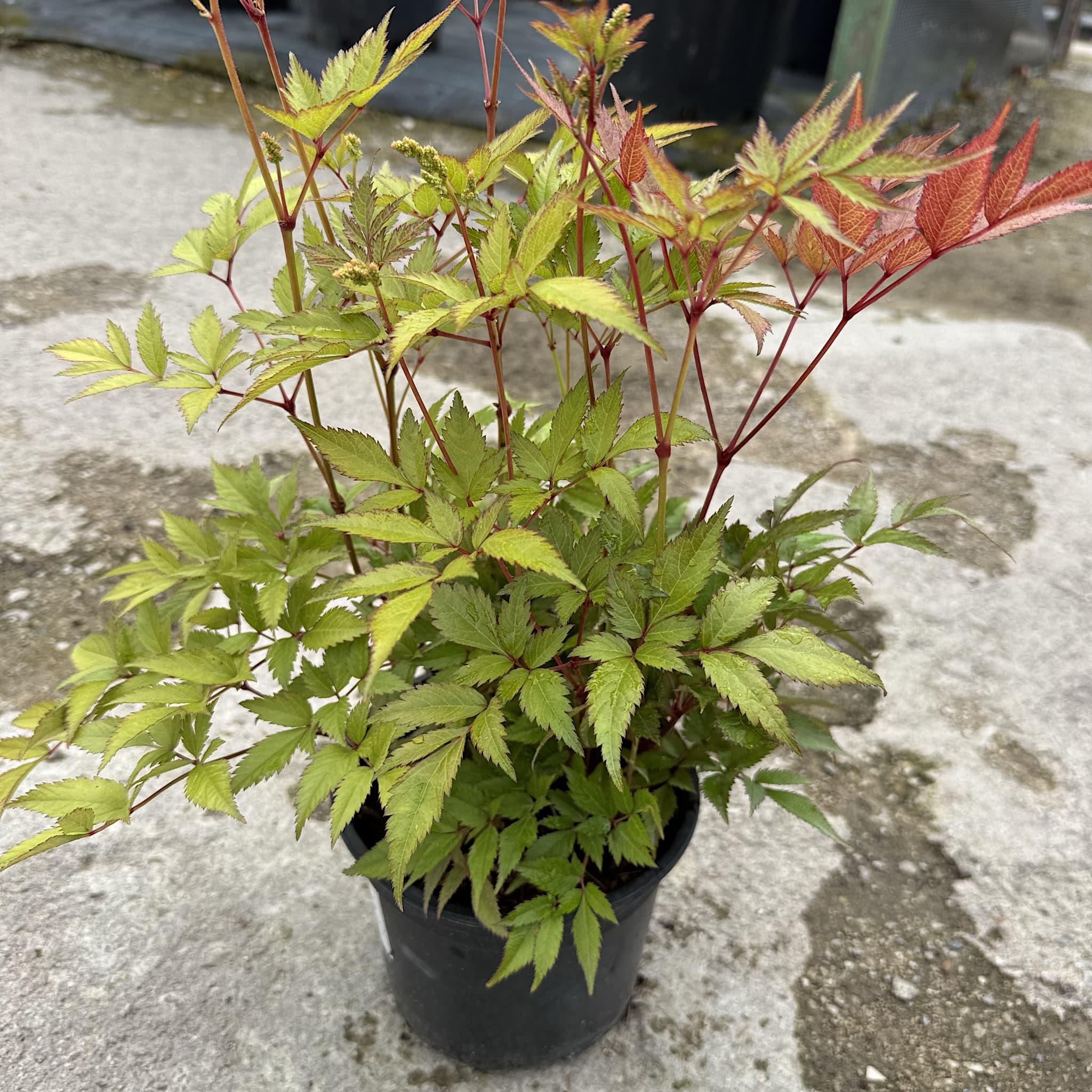 Astilbe 'Irrlicht'