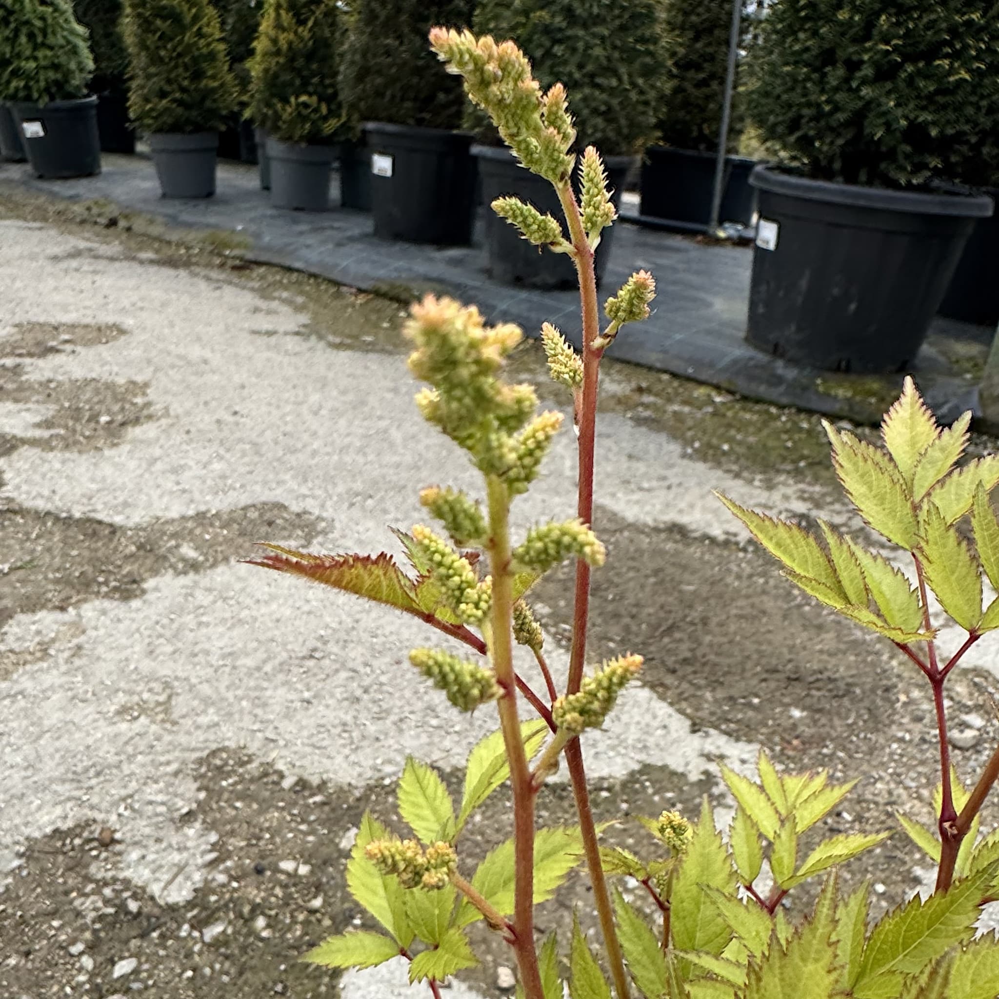 Astilbe 'Irrlicht'