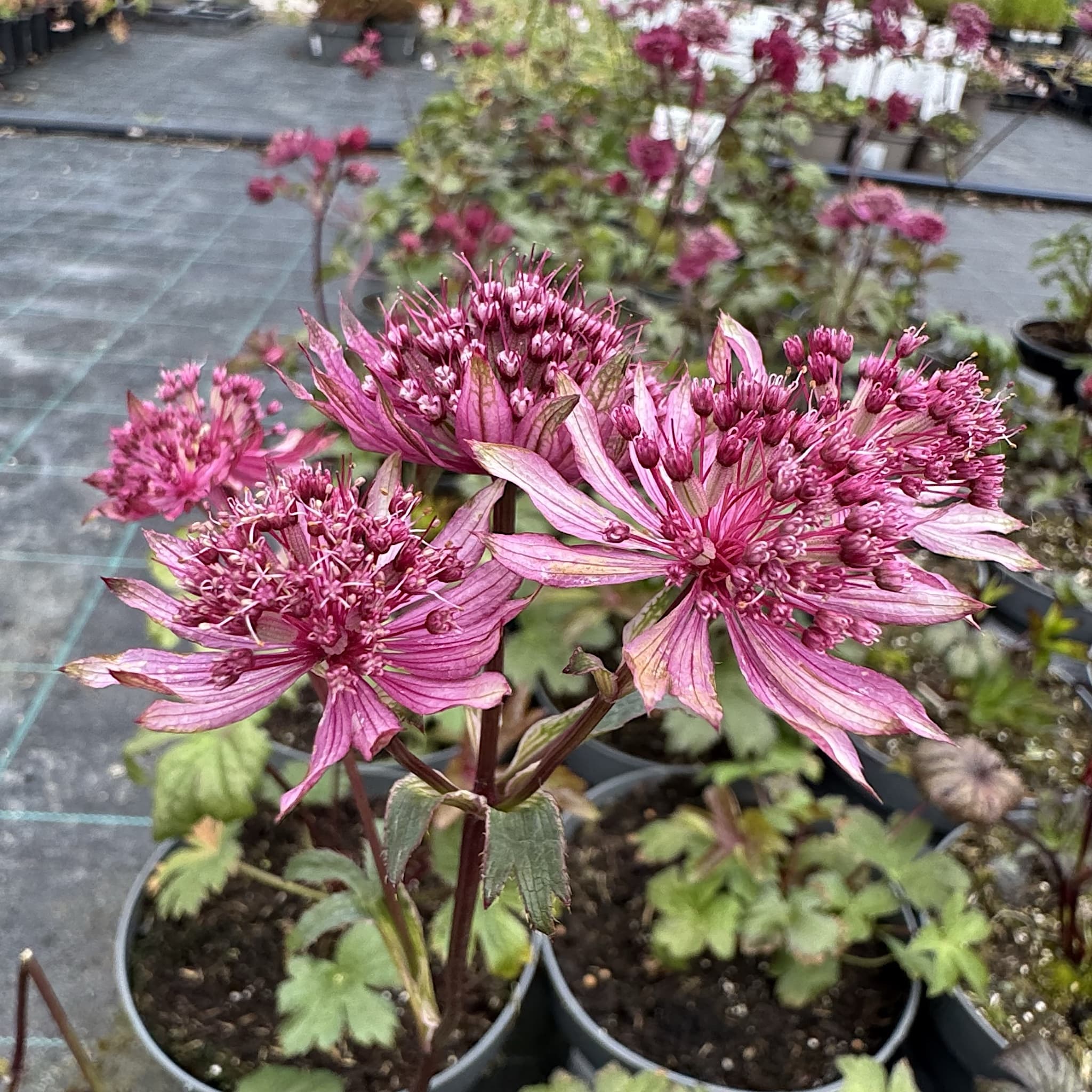Astrantia major 'Burgundy Manor'