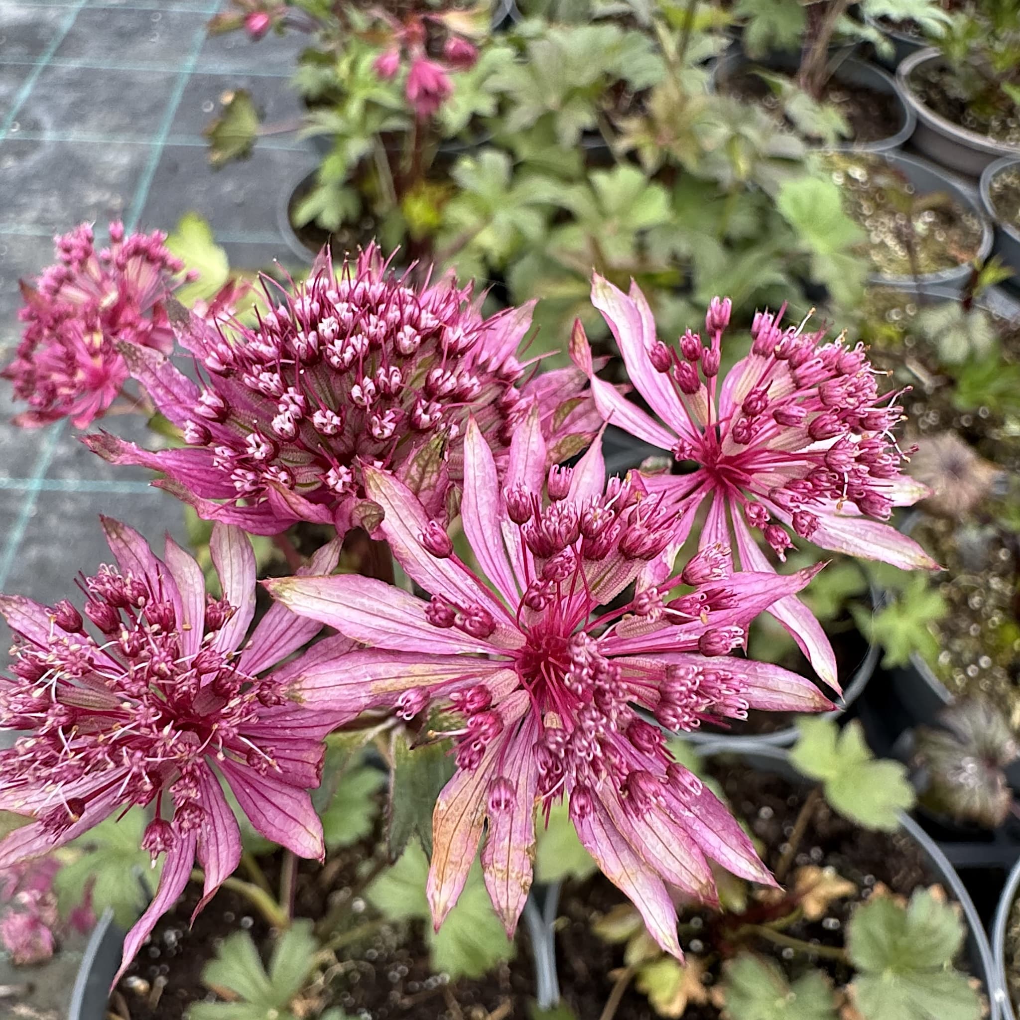 Astrantia major 'Burgundy Manor'