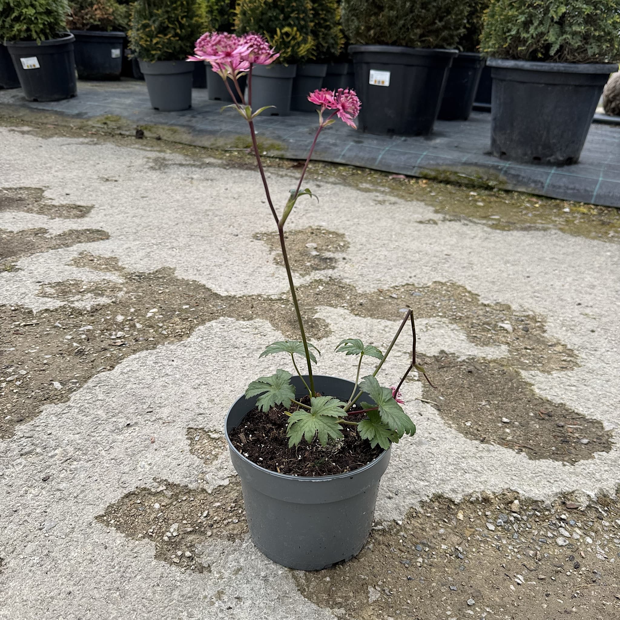 Astrantia major 'Burgundy Manor'