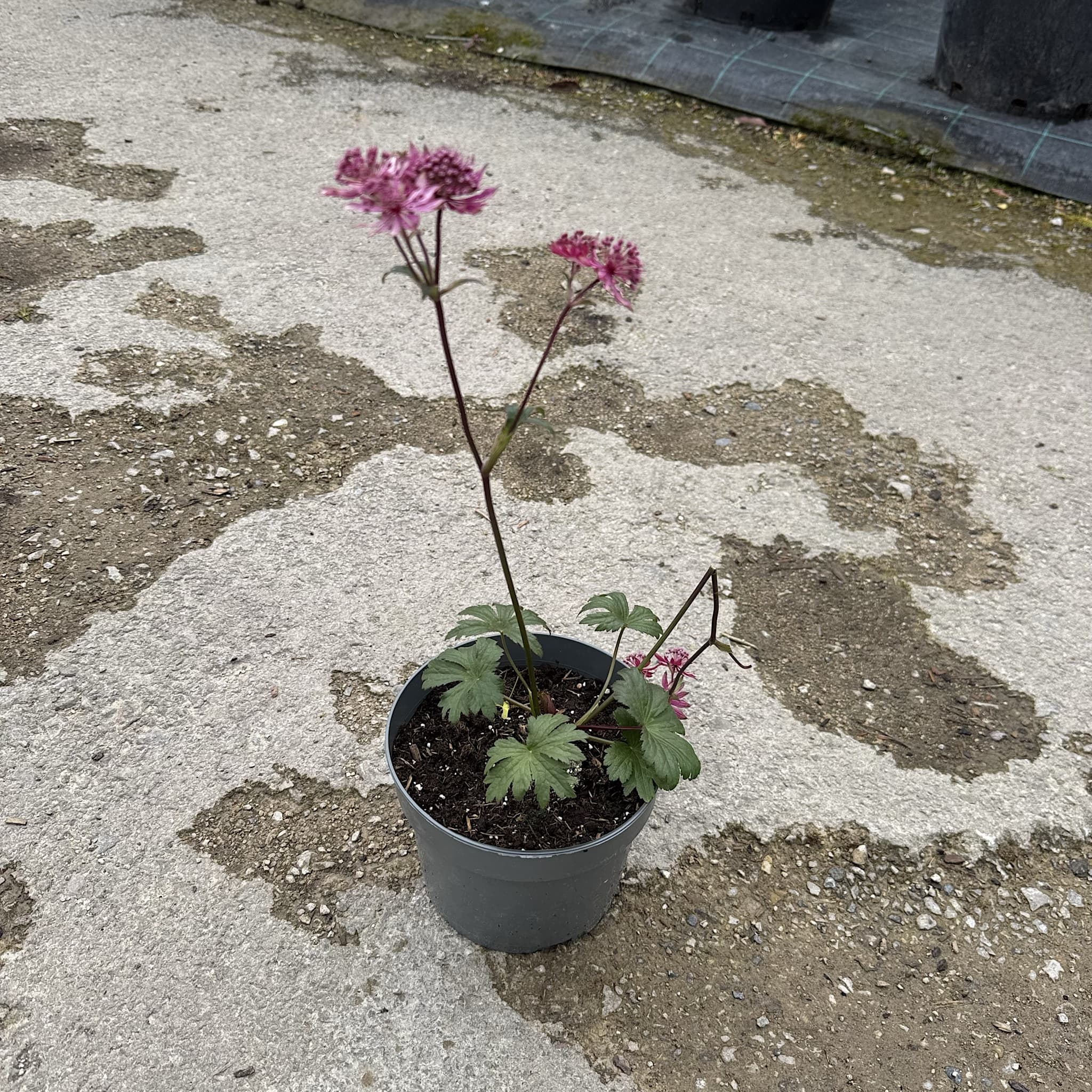 Astrantia major 'Burgundy Manor'