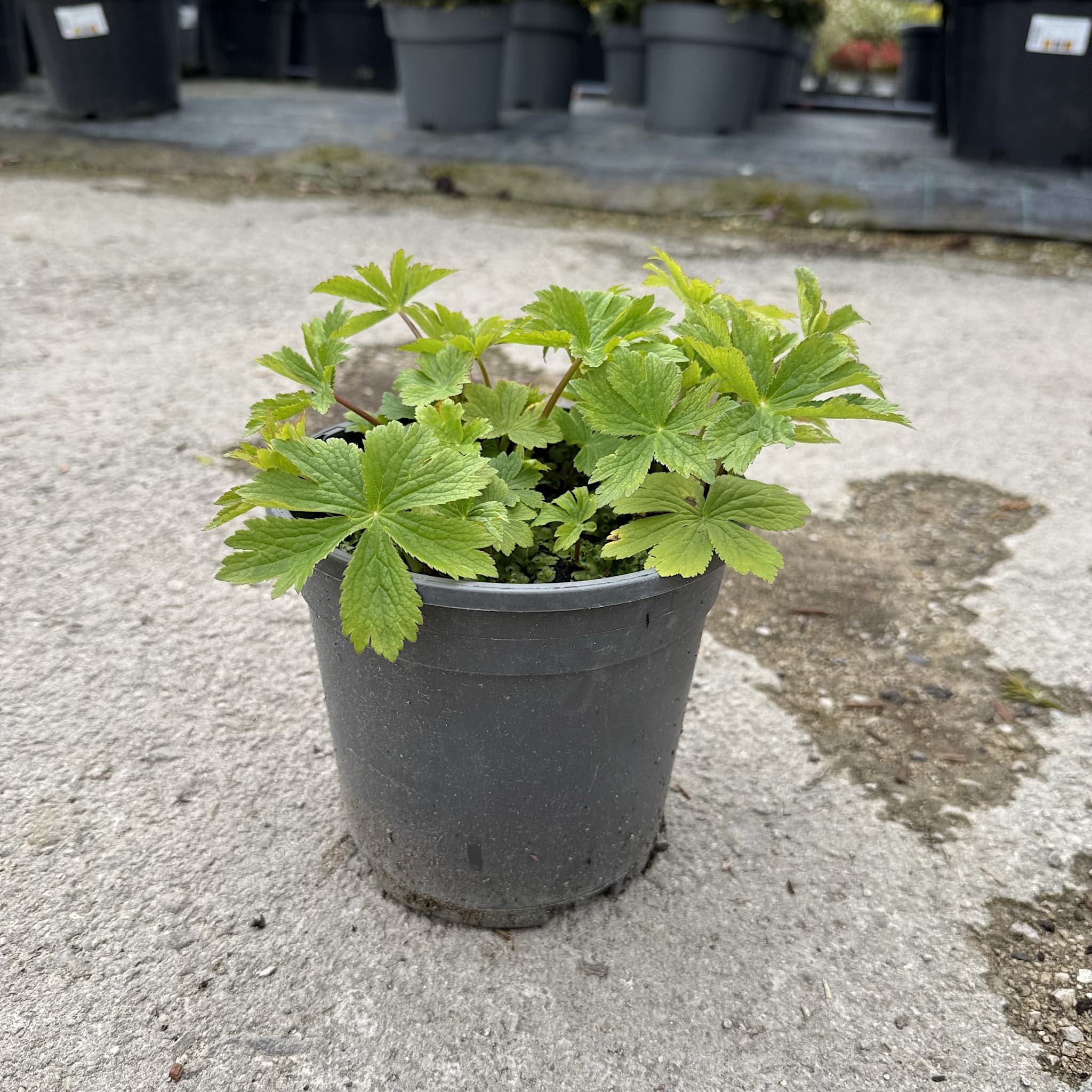 Astrantia maj. 'Sparkling Stars Red'