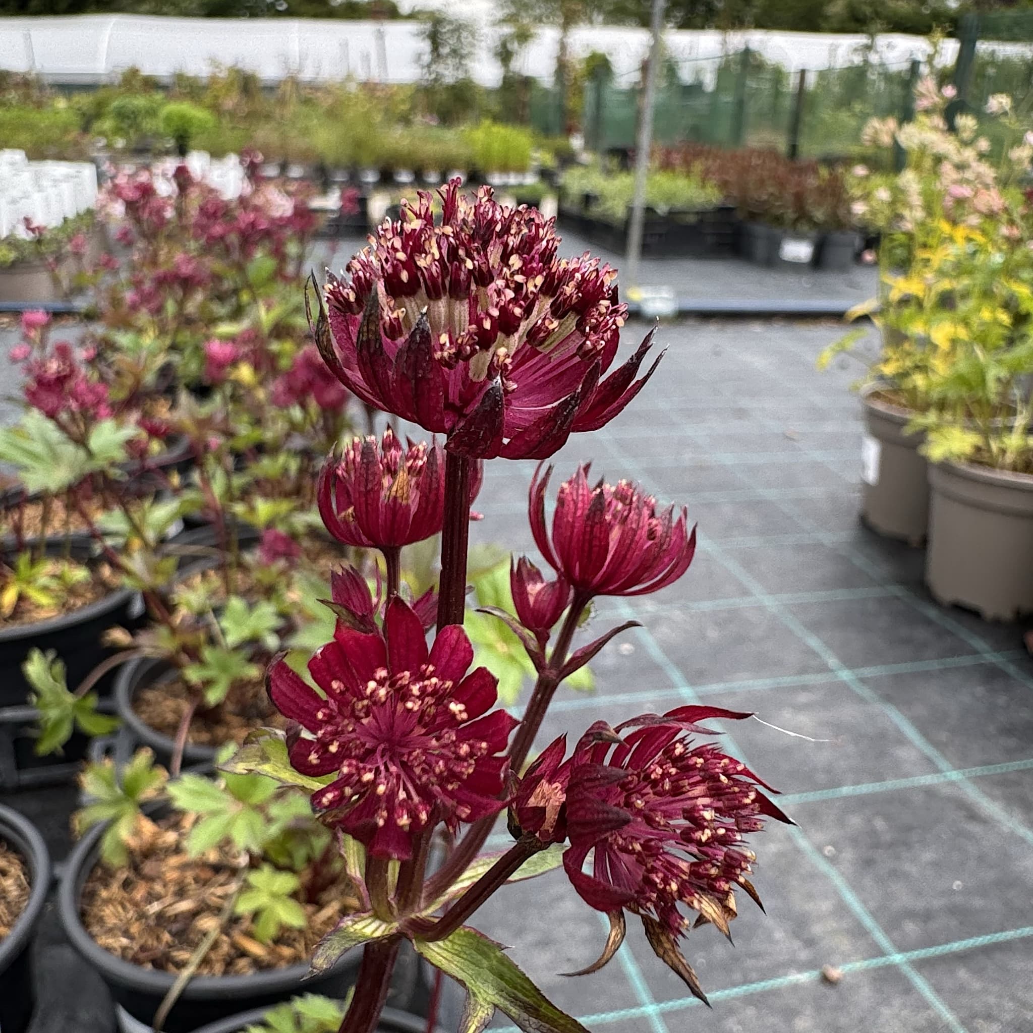 Astrantia maj. 'Sparkling Stars Red'