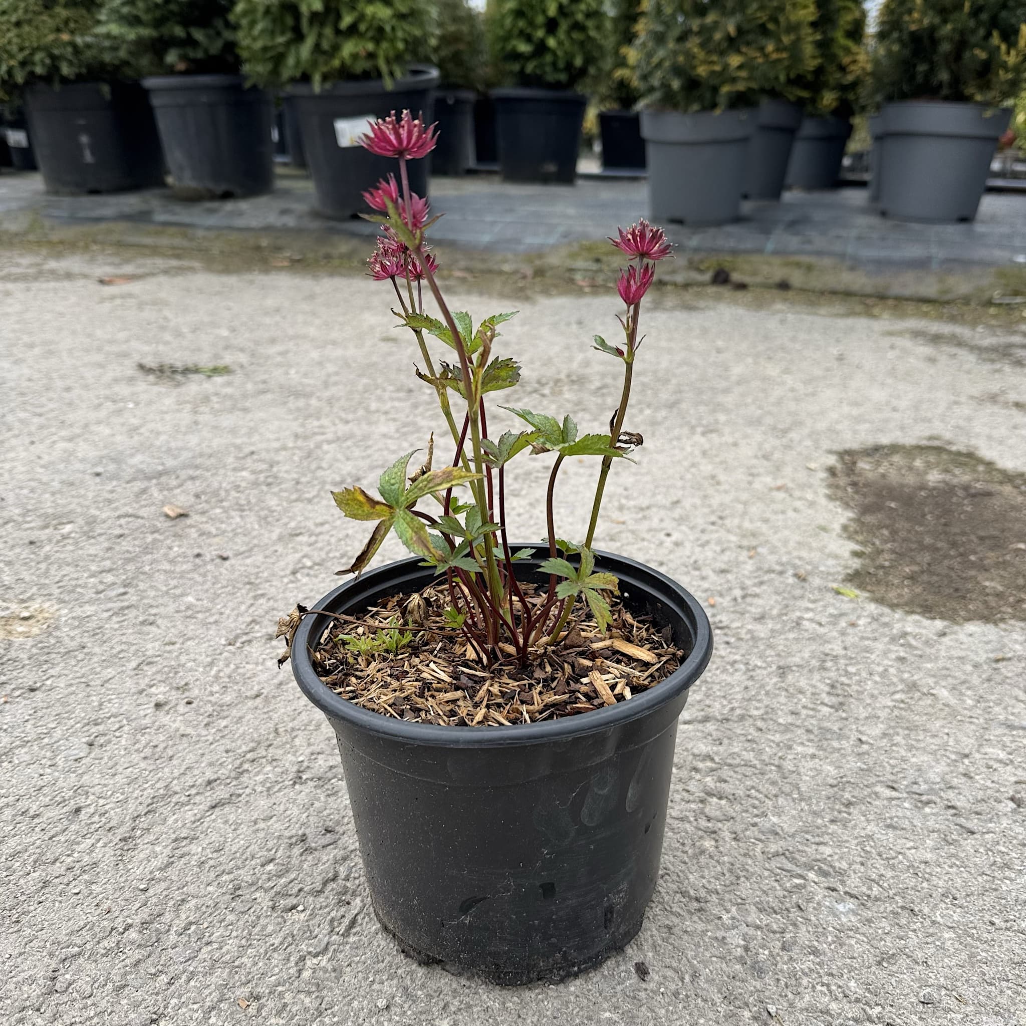 Astrantia maj. 'Roma'