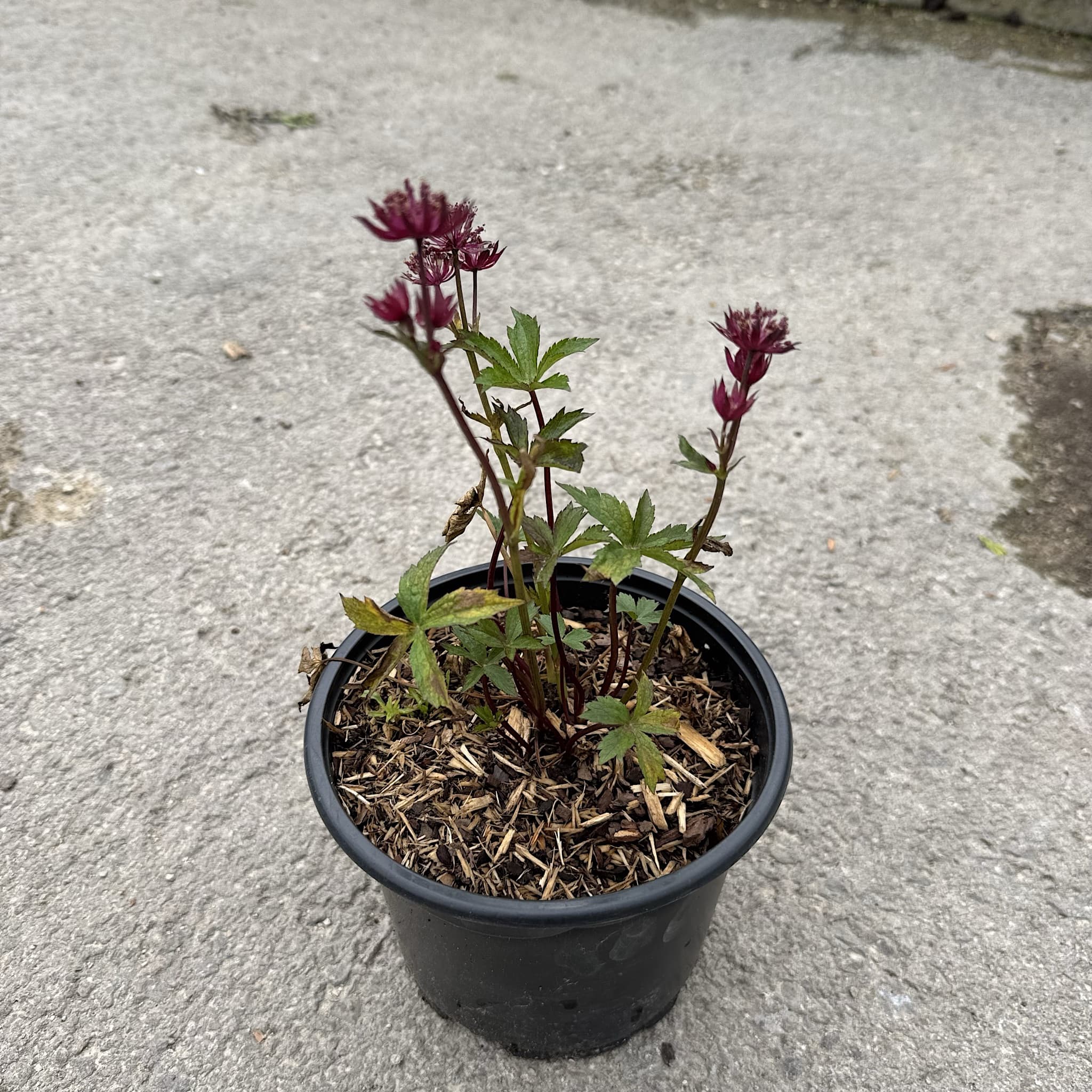 Astrantia maj. 'Roma'