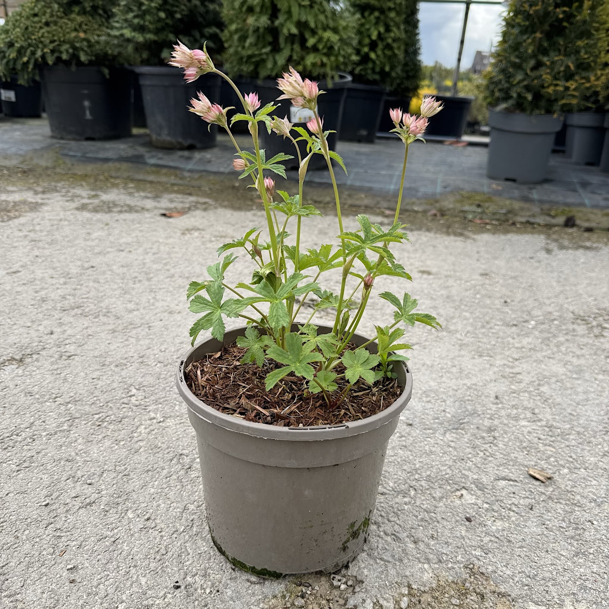 Astrantia major