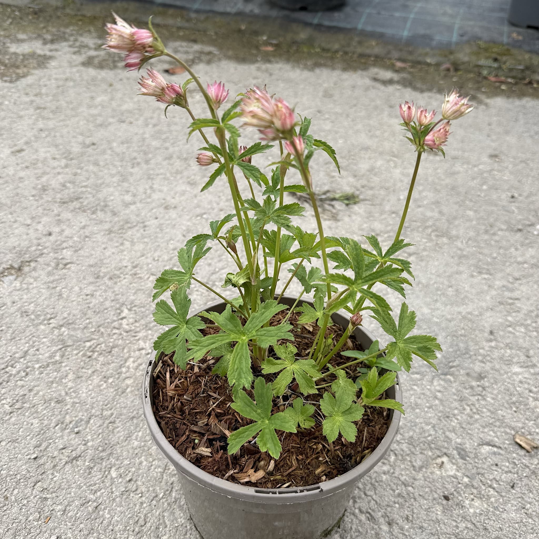 Astrantia major