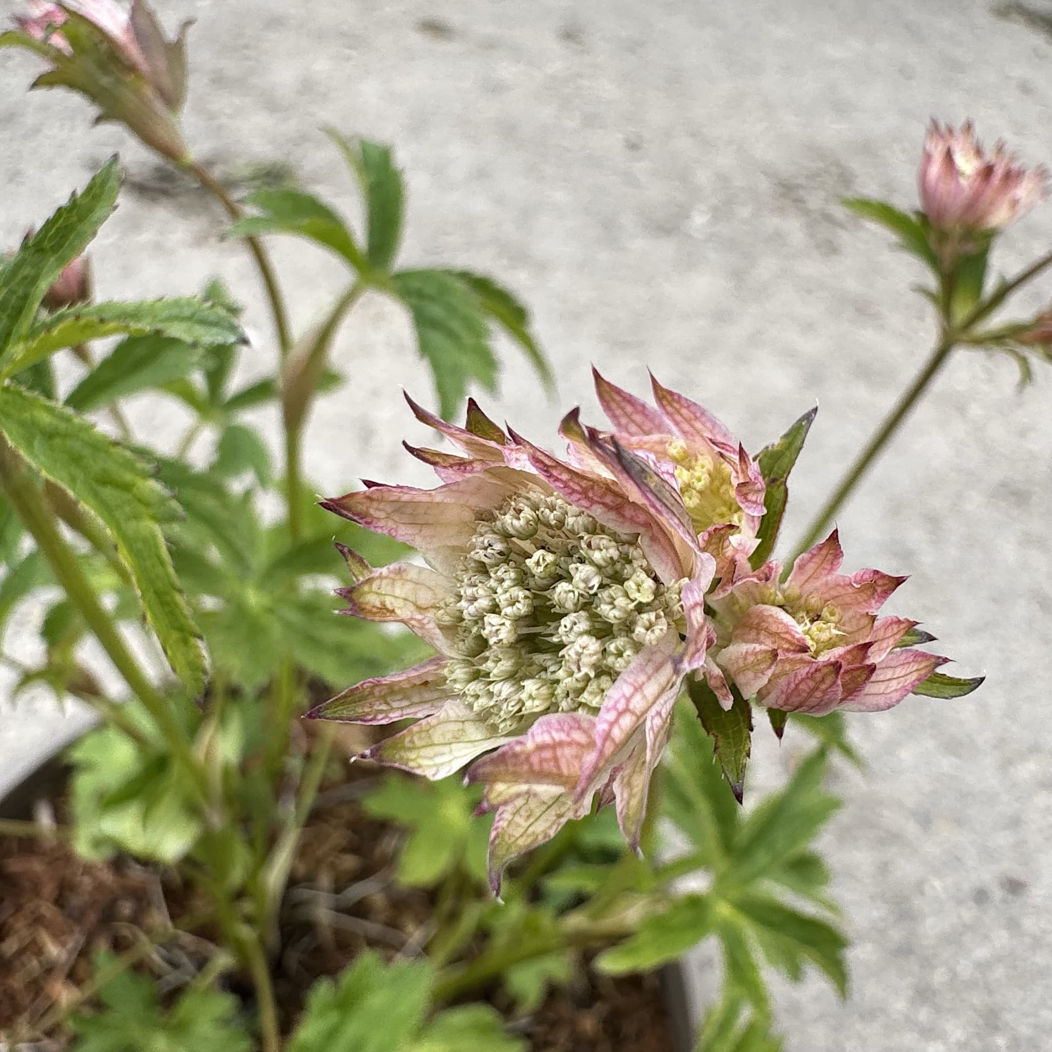 Astrantia major