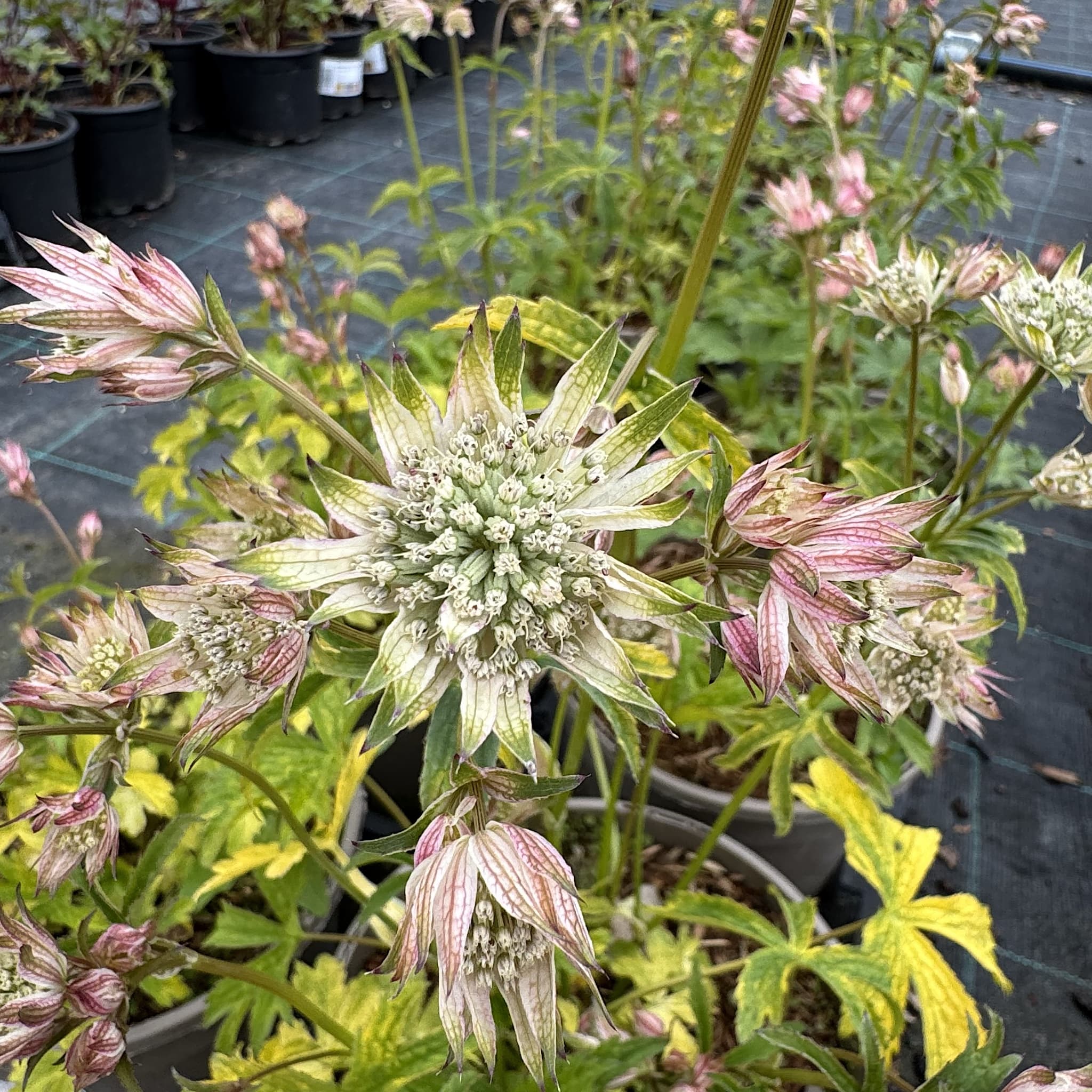 Astrantia major