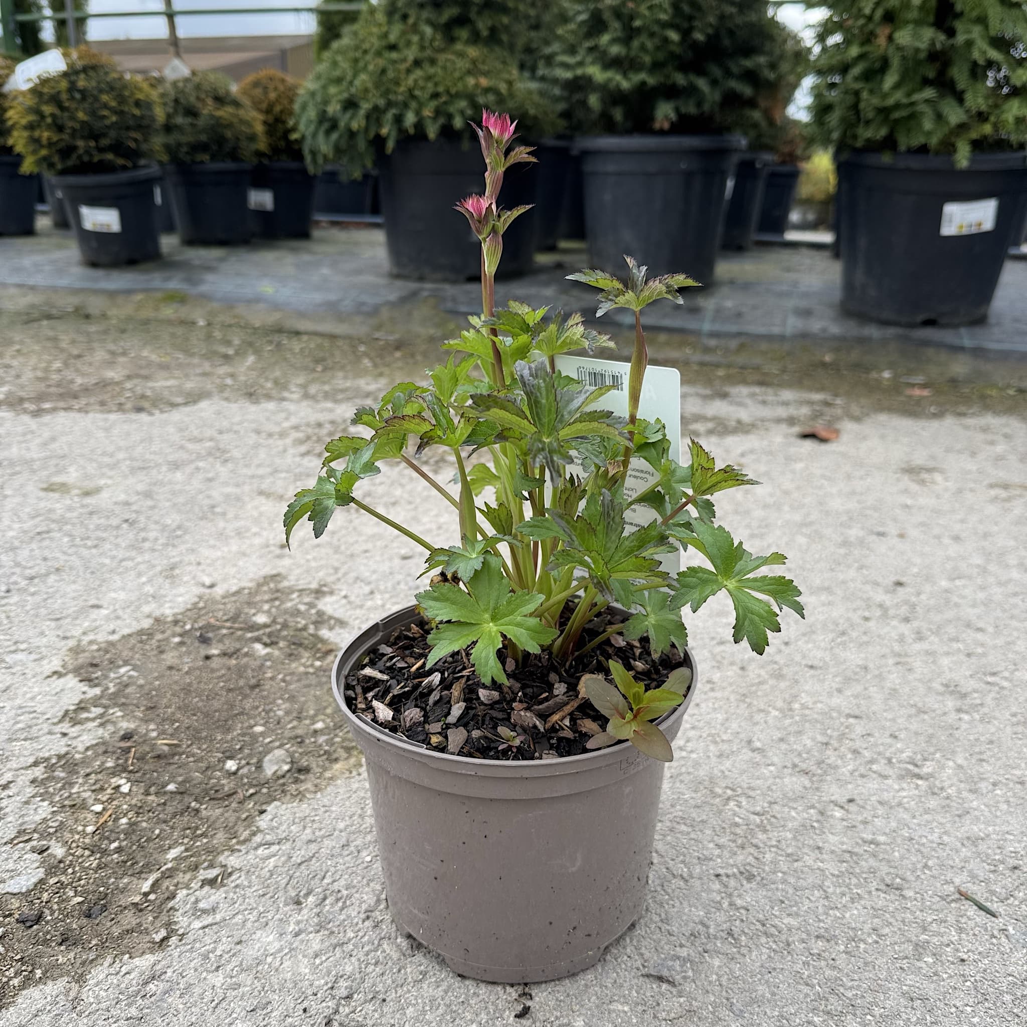 Astrantia maj. 'Star of Beauty'