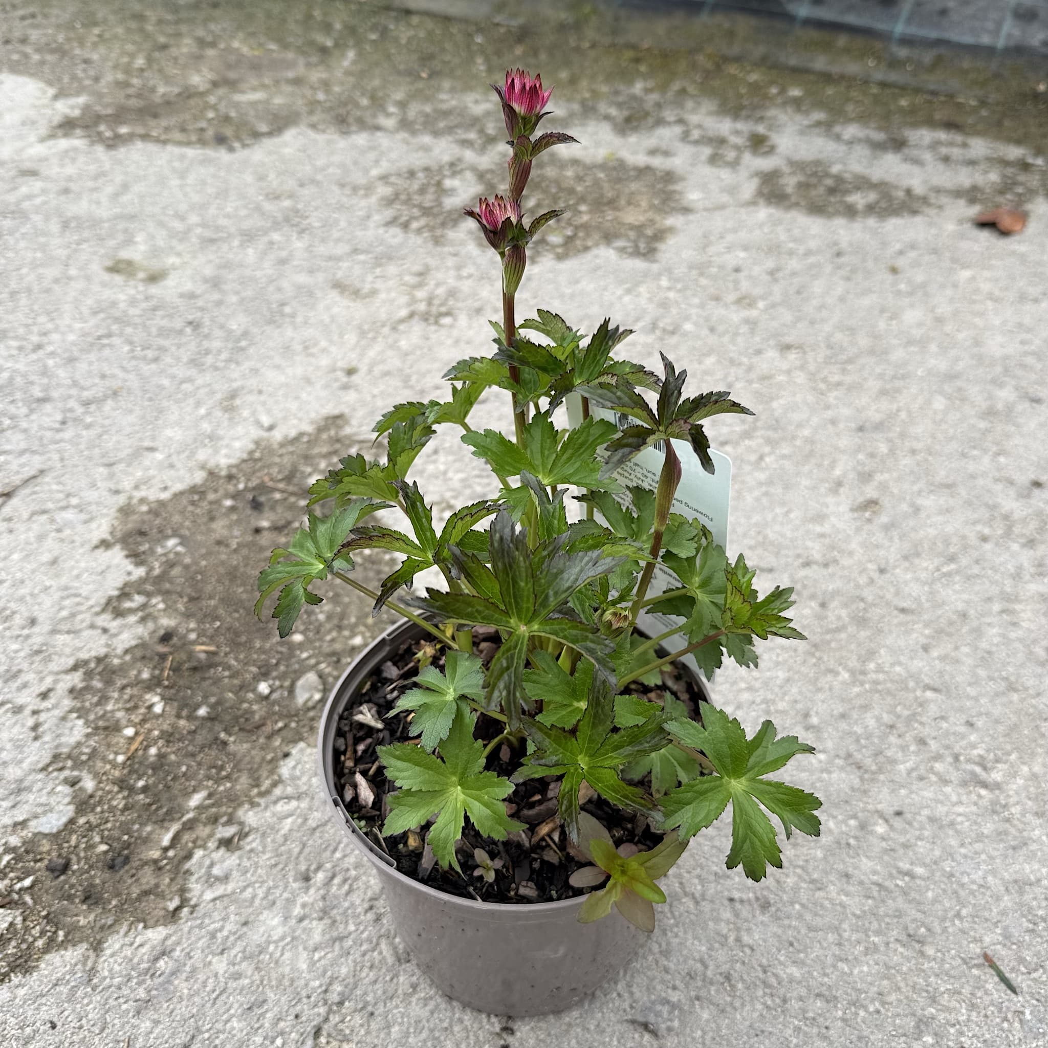 Astrantia maj. 'Star of Beauty'