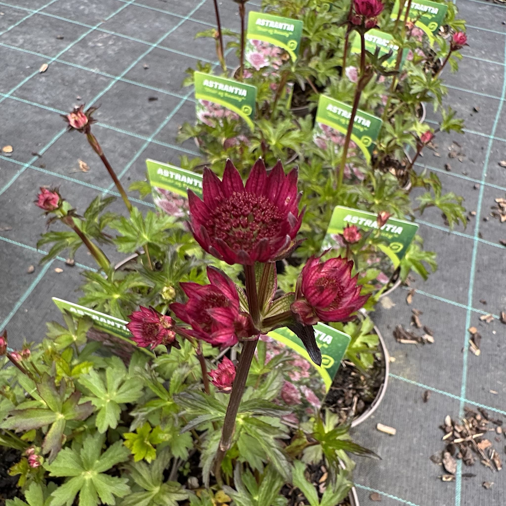 Astrantia maj. 'Star of Beauty'
