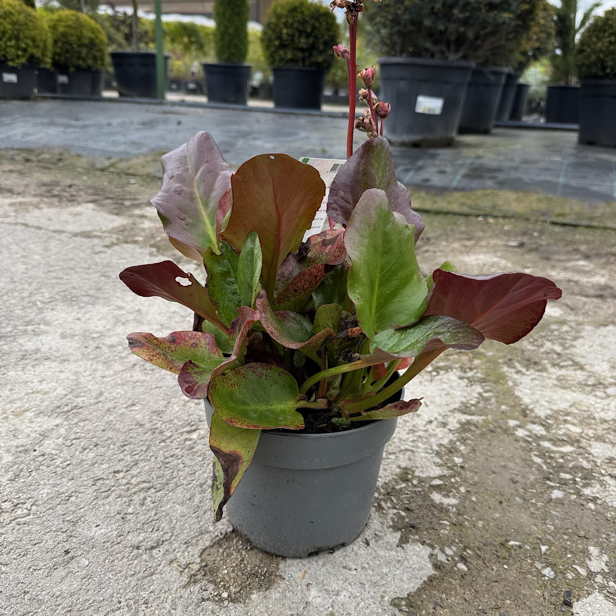 Bergenia 'Eroica'