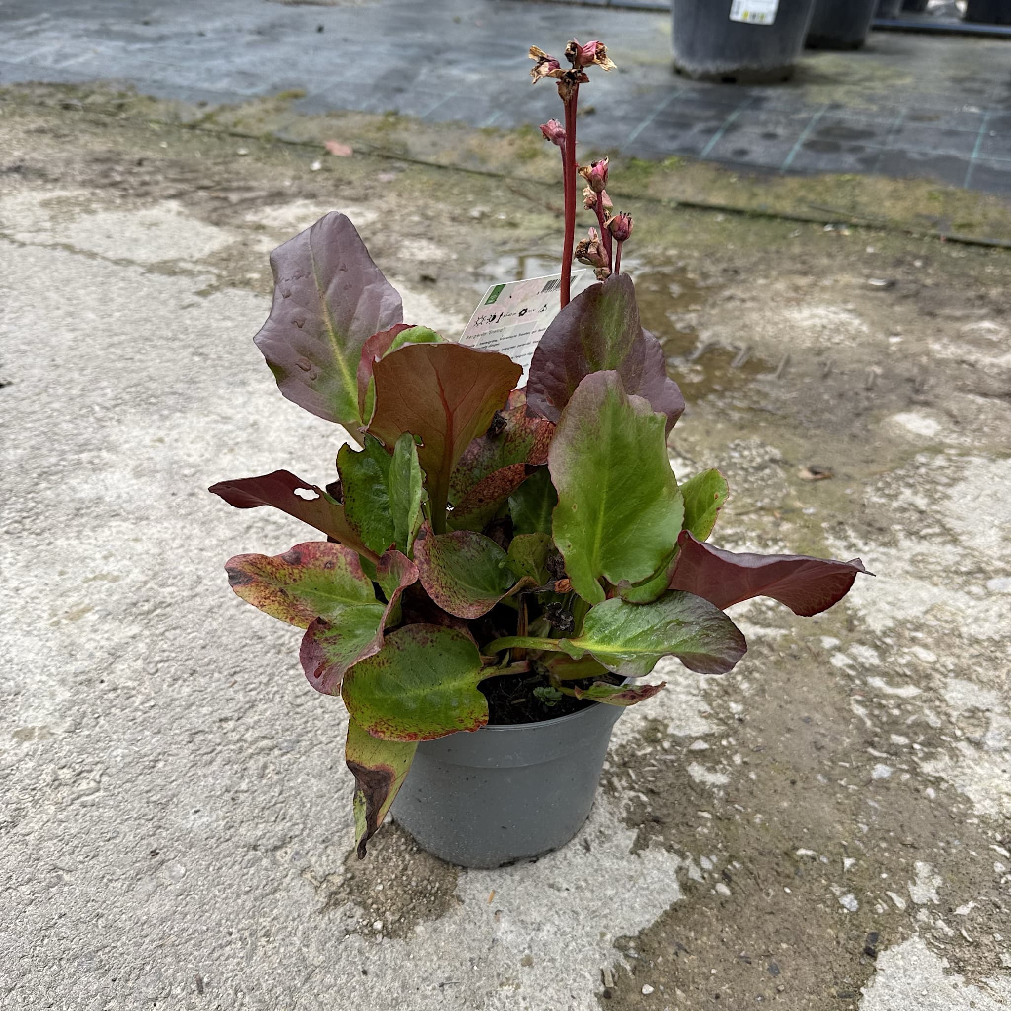 Bergenia 'Eroica'