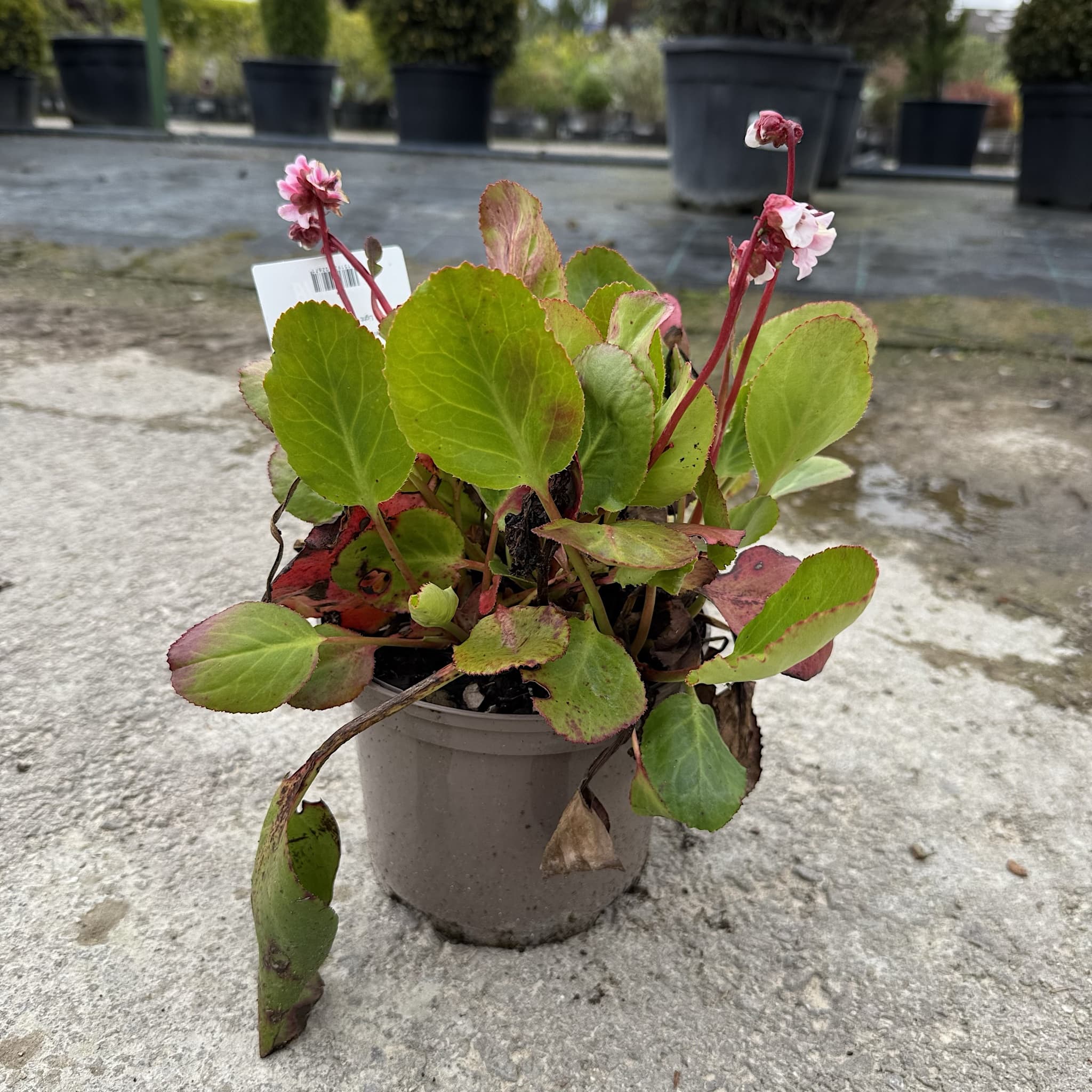 Bergenia 'Harzkristall'