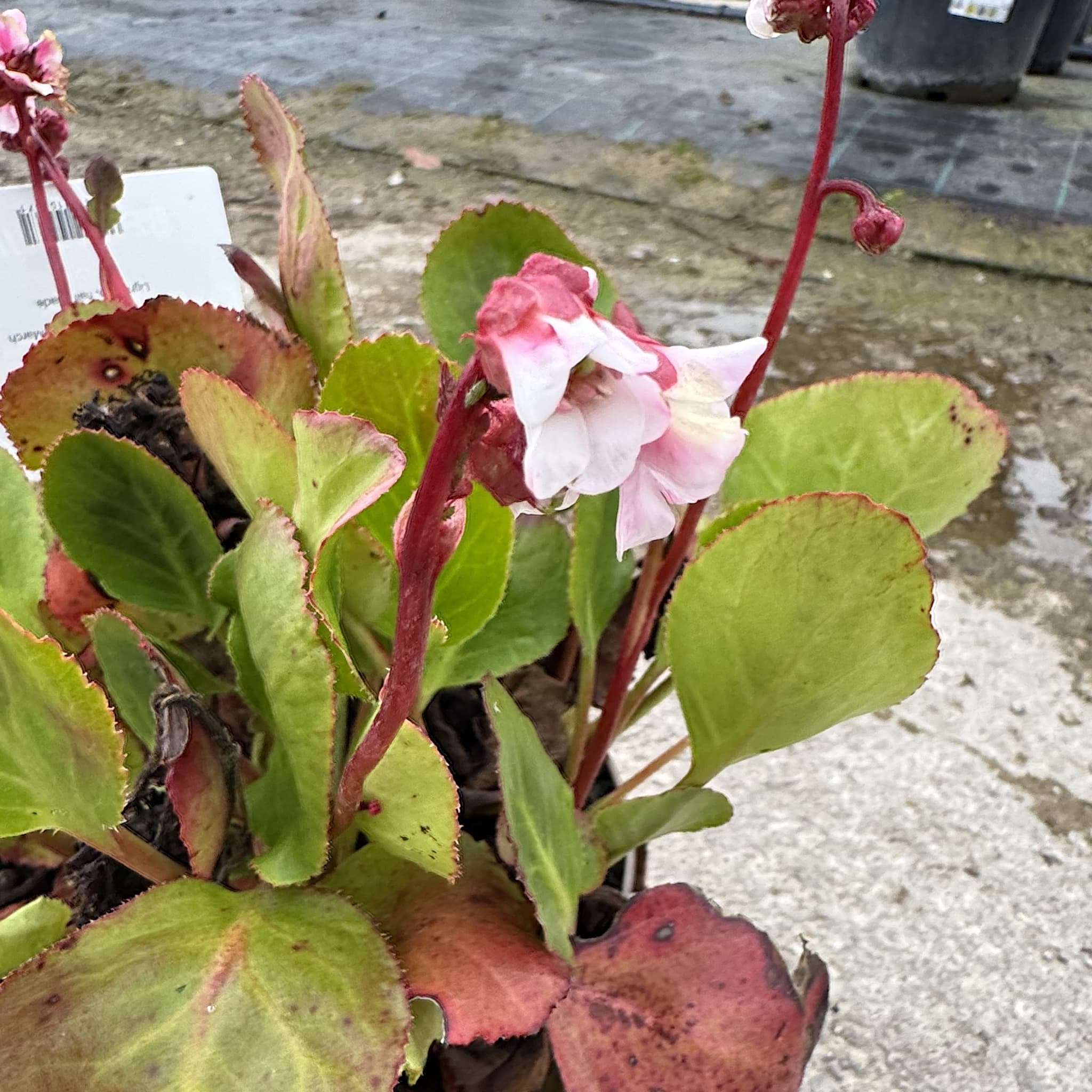 Bergenia 'Harzkristall'