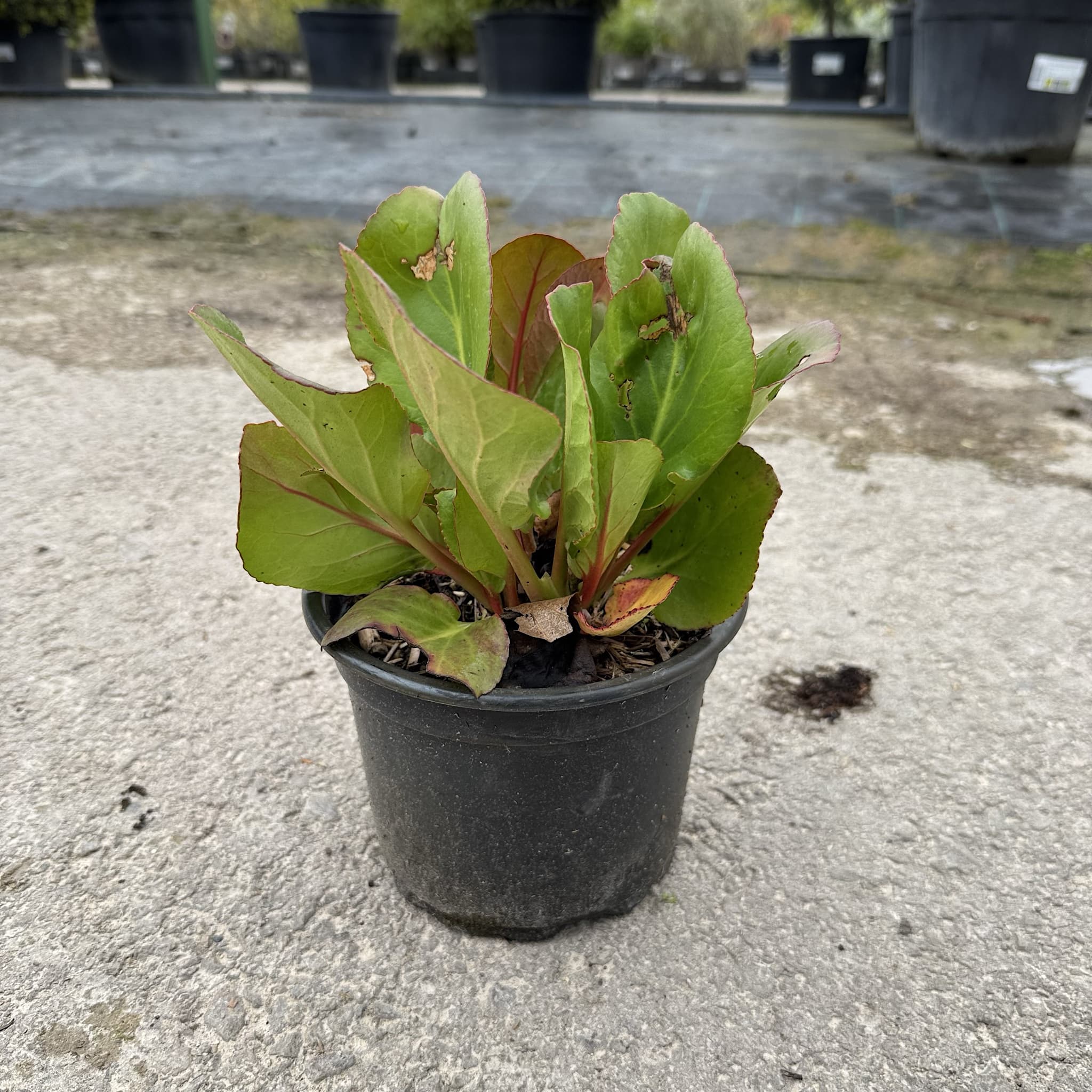 Bergenia cordifolia 'Purpurea'